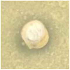 Antibiotics 09 00314 i026