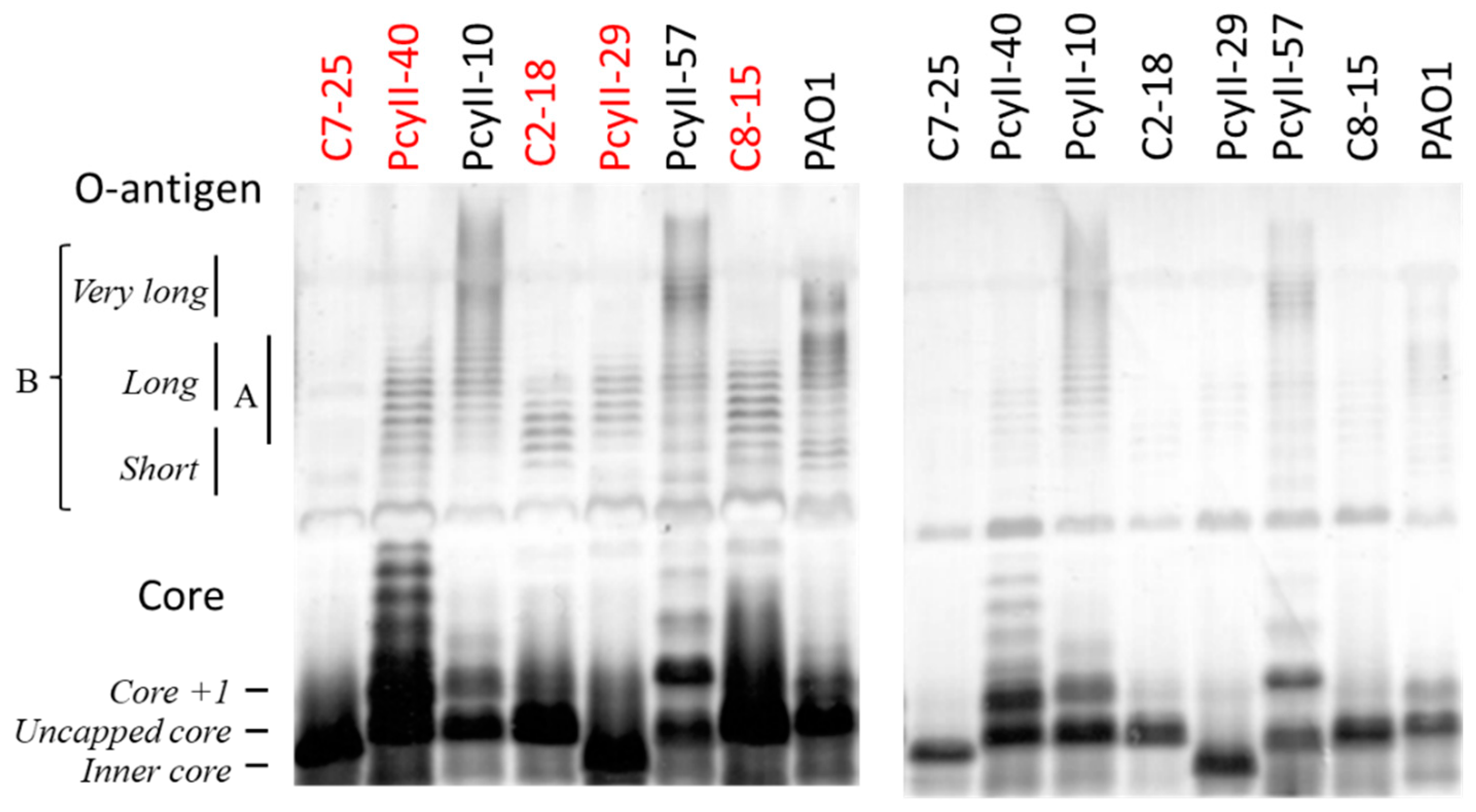 Antibiotics 09 00339 g001