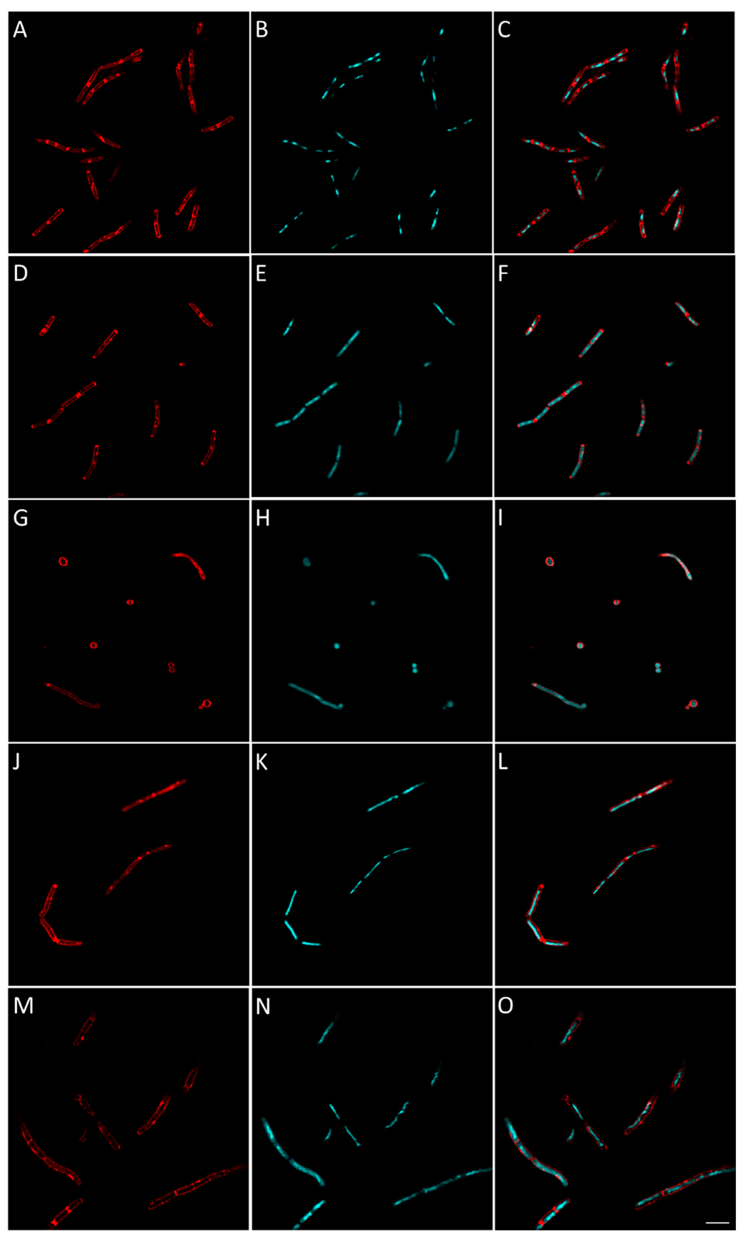 Antibiotics 09 00381 g007 Antibiotics 09 00381 g007