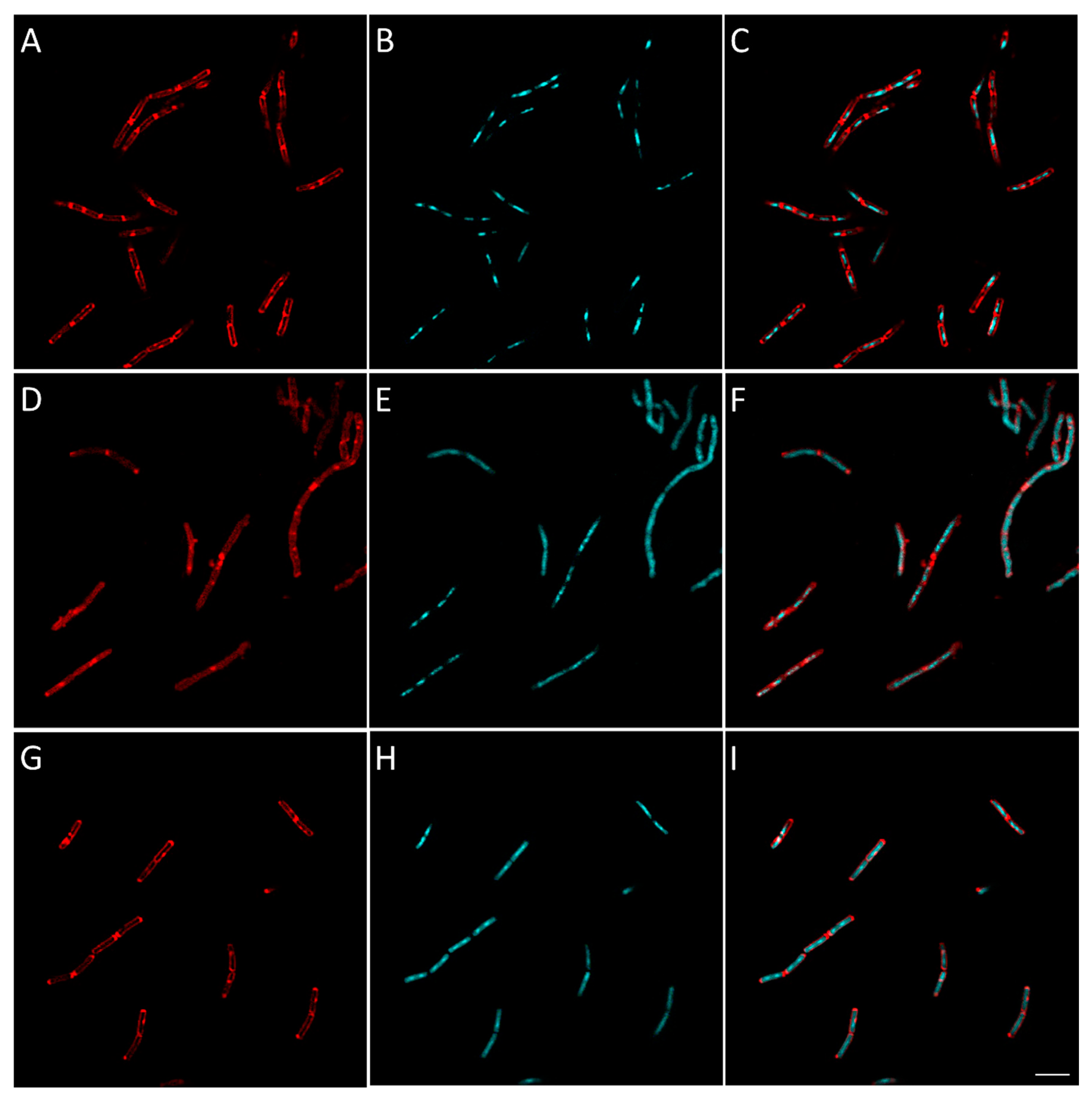 Antibiotics 09 00381 g008 Antibiotics 09 00381 g008