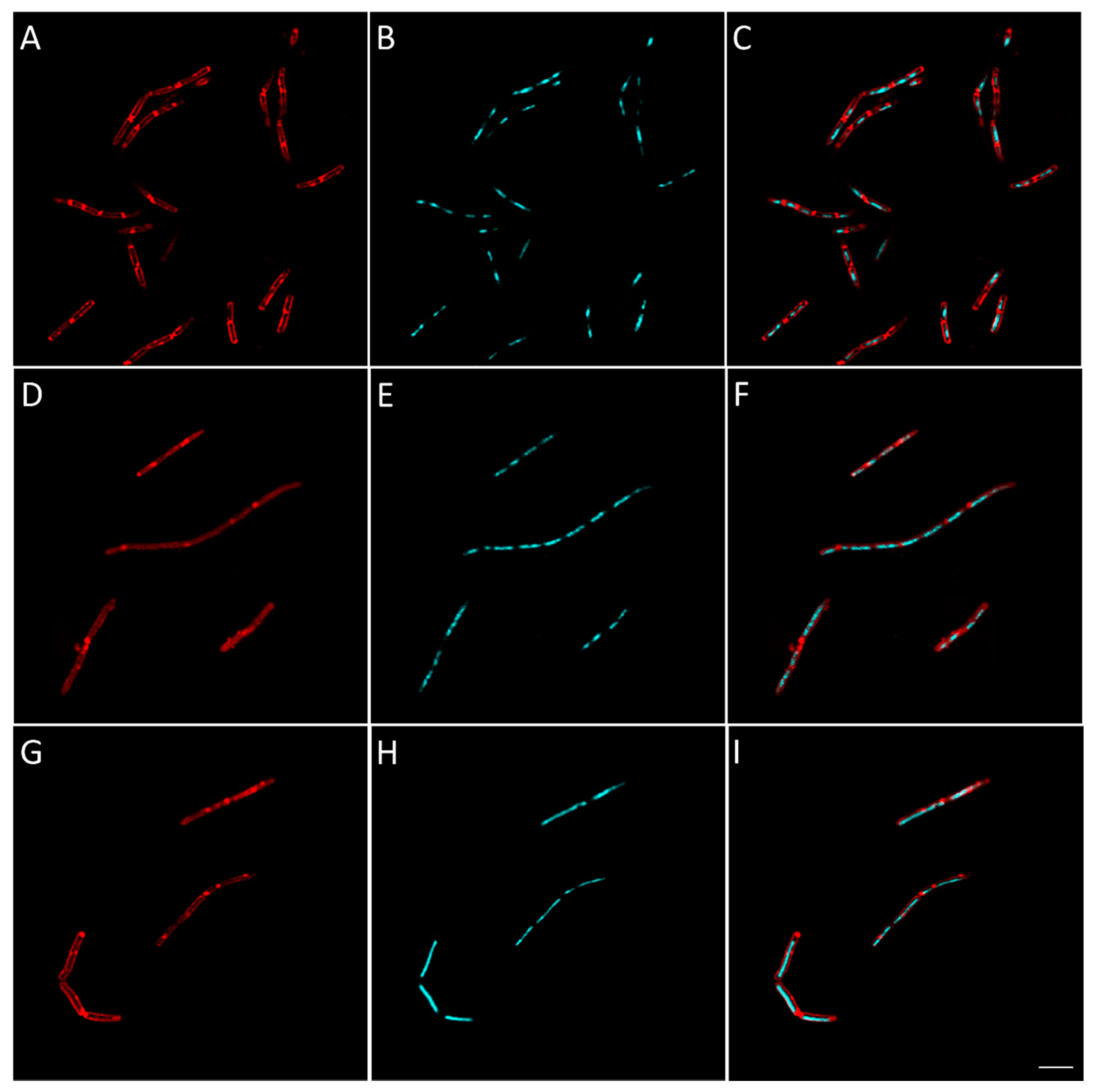 Antibiotics 09 00381 g009 Antibiotics 09 00381 g009