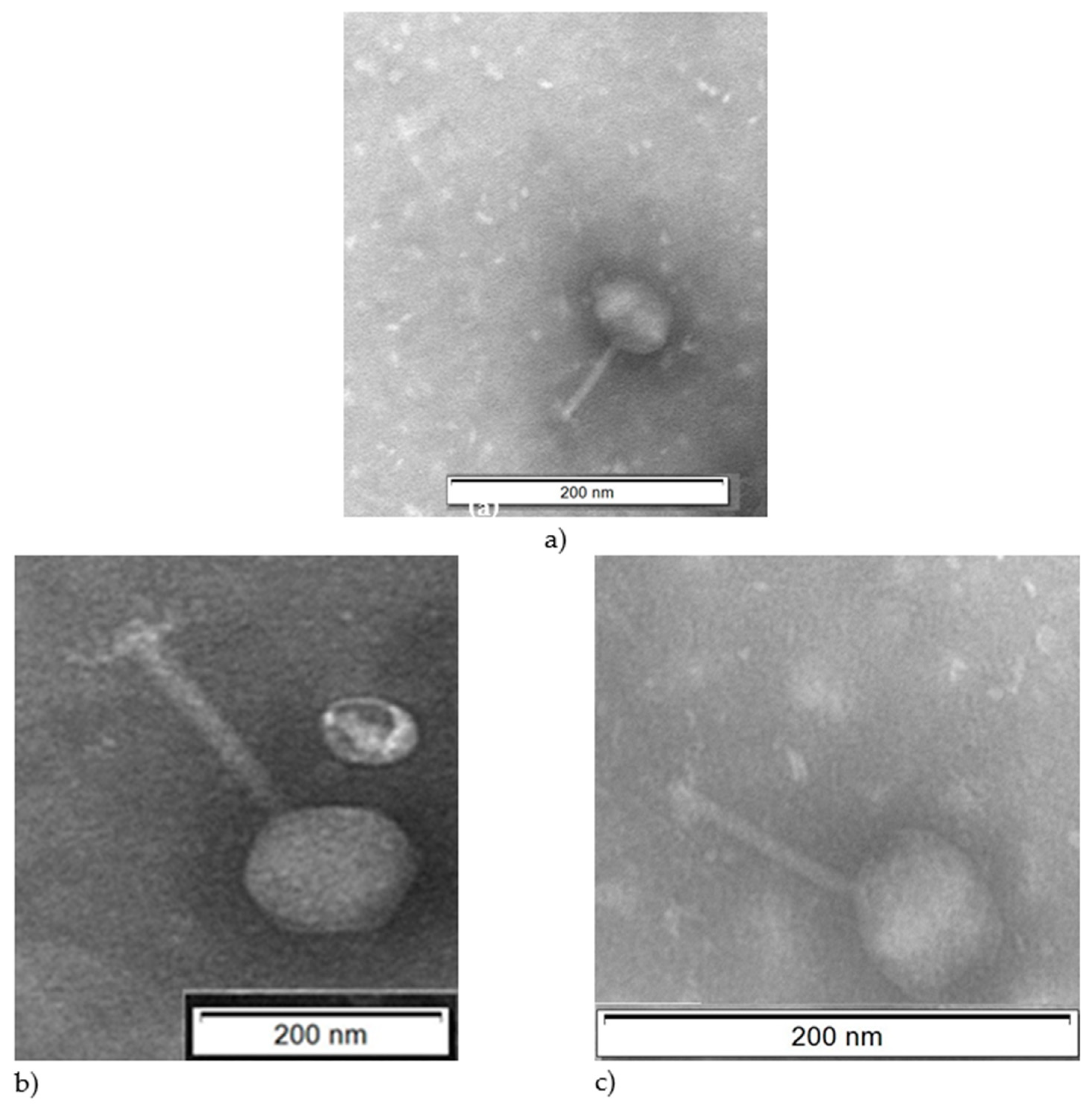 Antibiotics 09 00415 g002