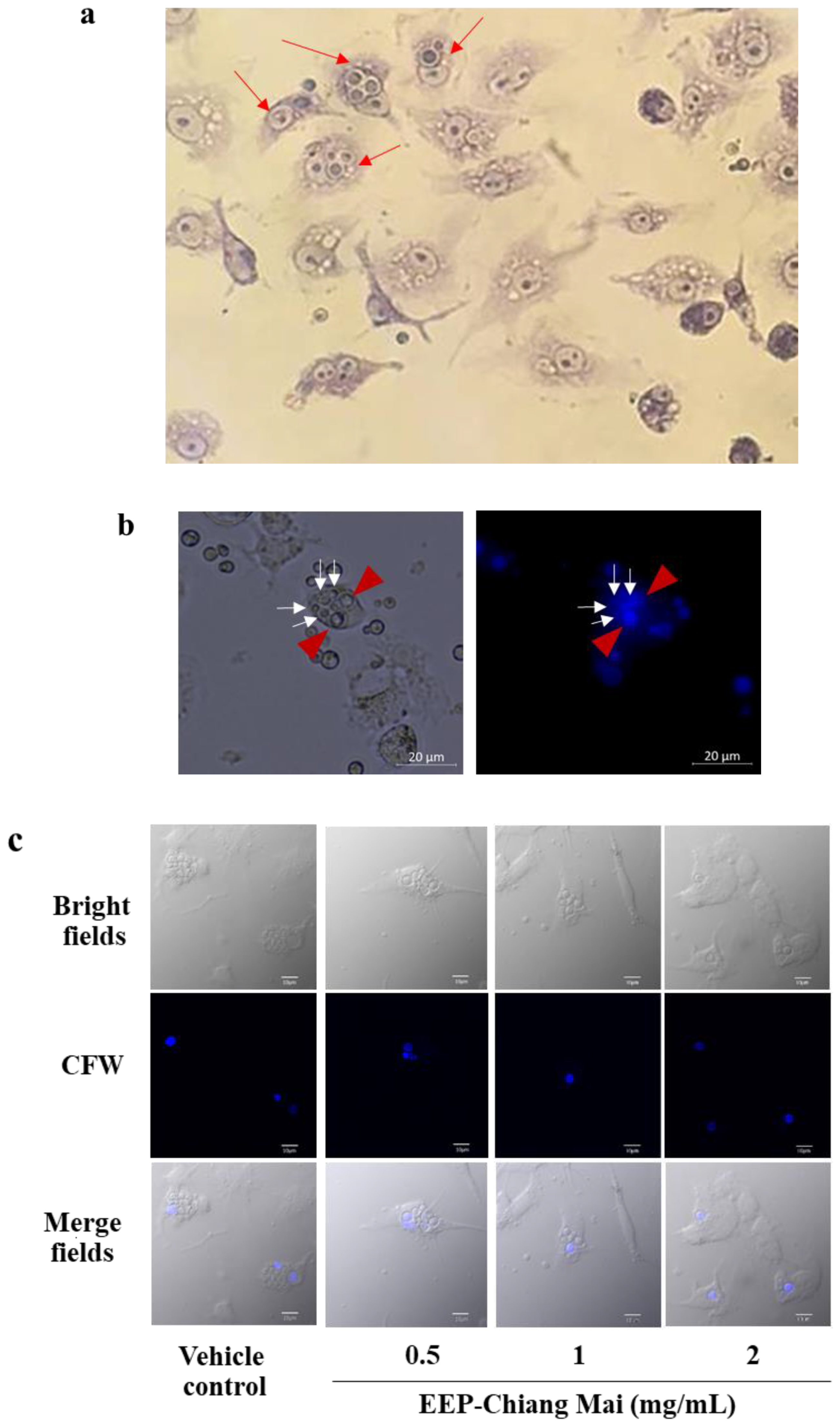 Antibiotics 09 00420 g005a