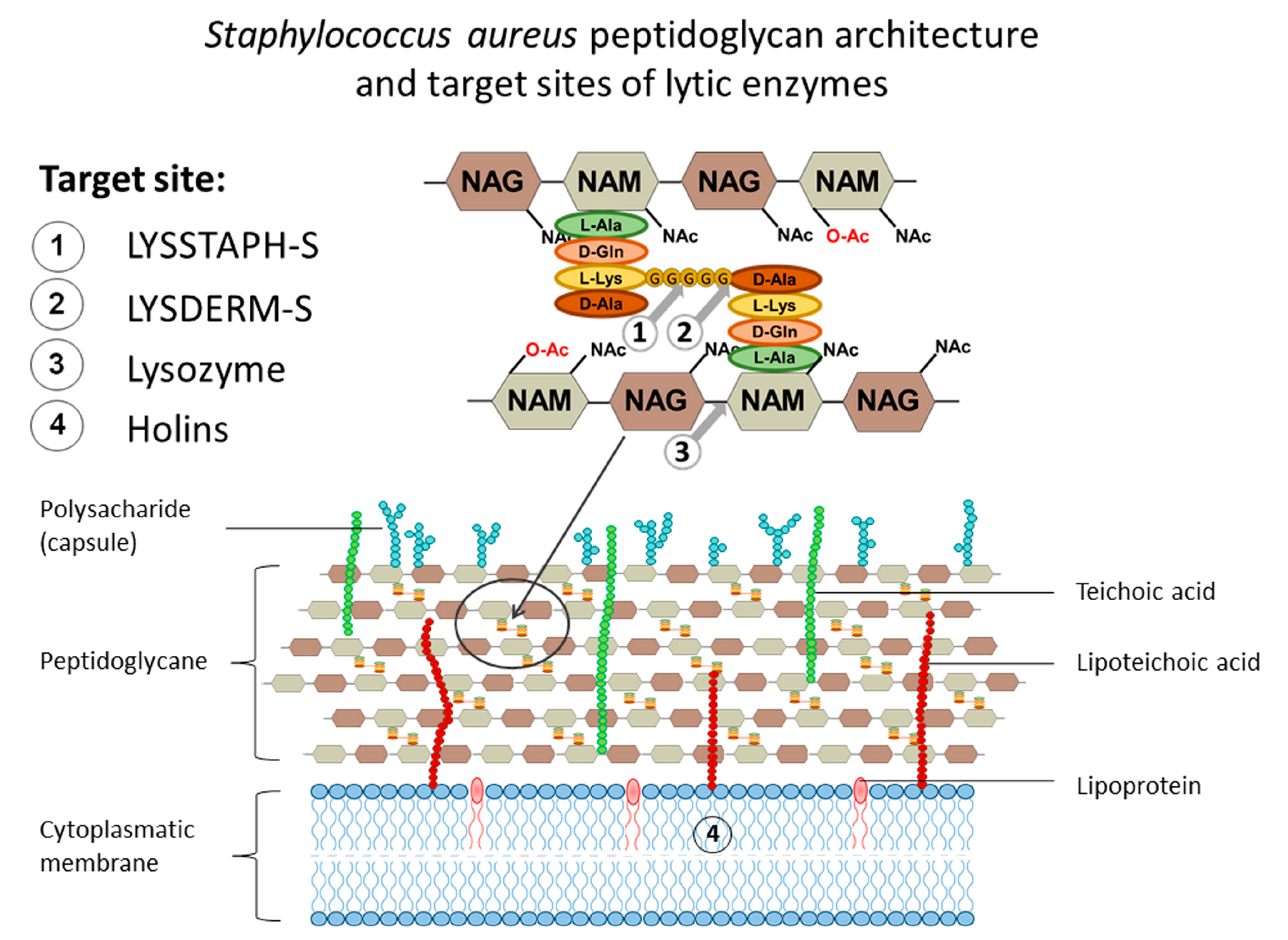 Antibiotics 09 00519 g001