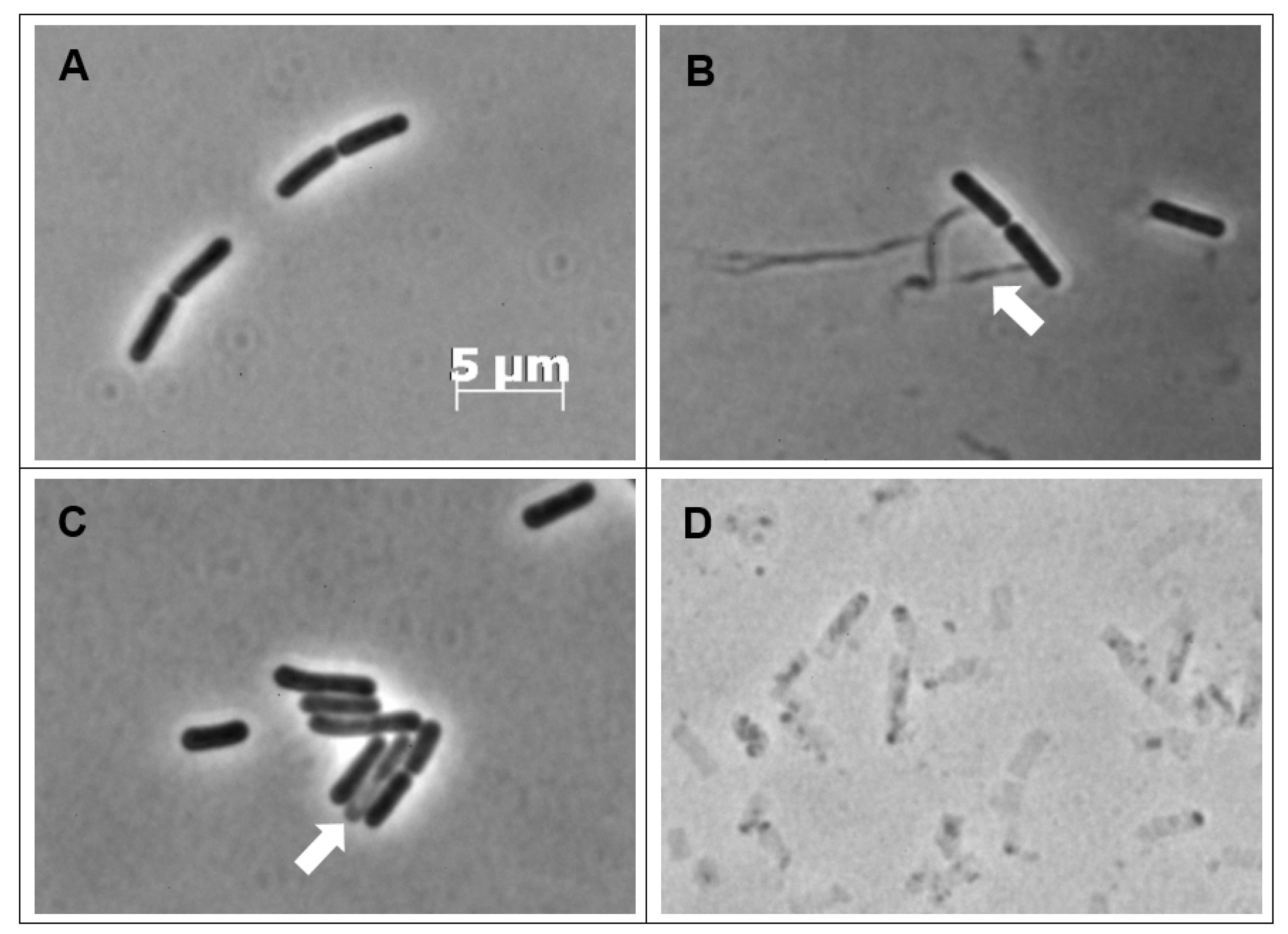 Antibiotics 09 00523 g004
