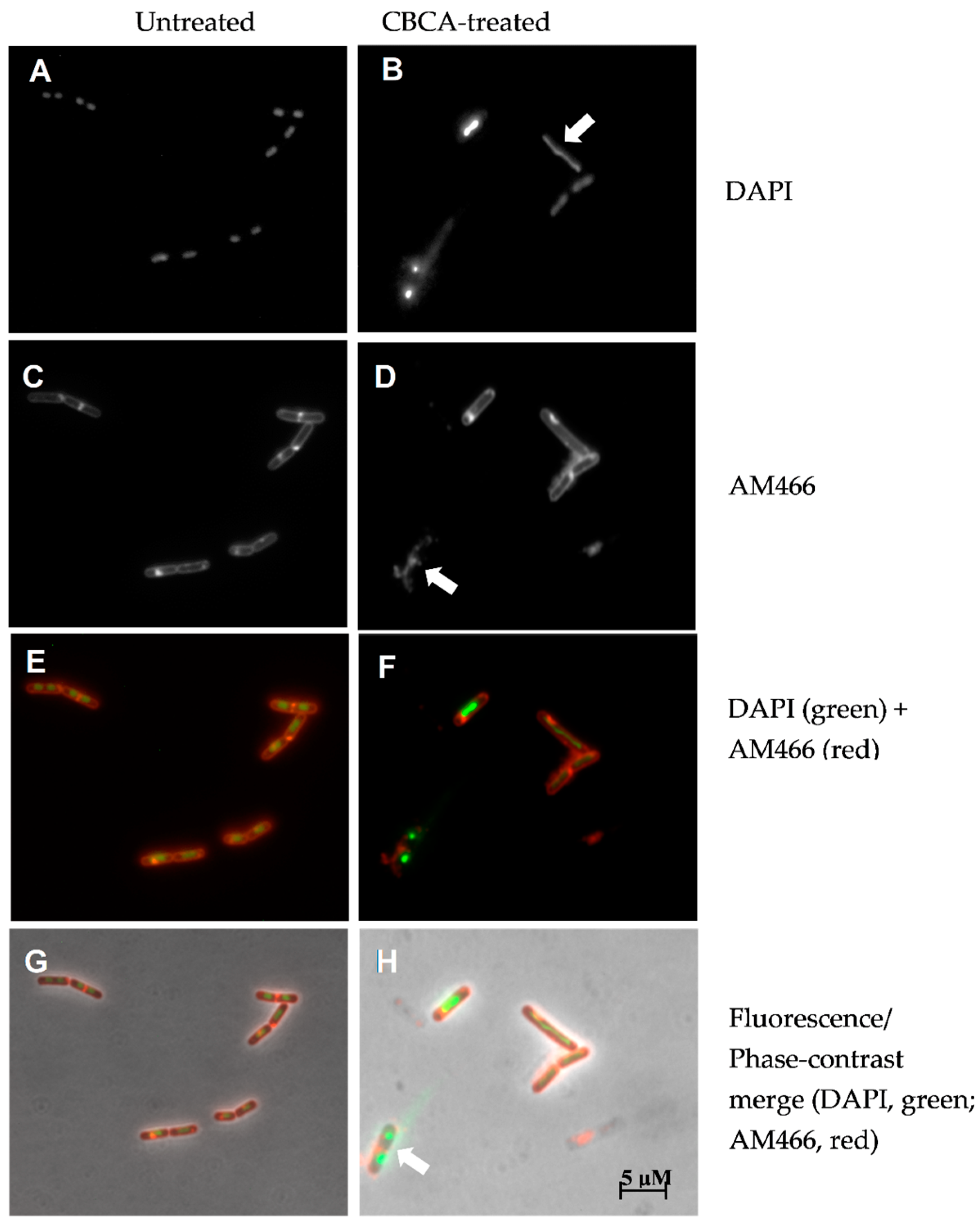Antibiotics 09 00523 g005