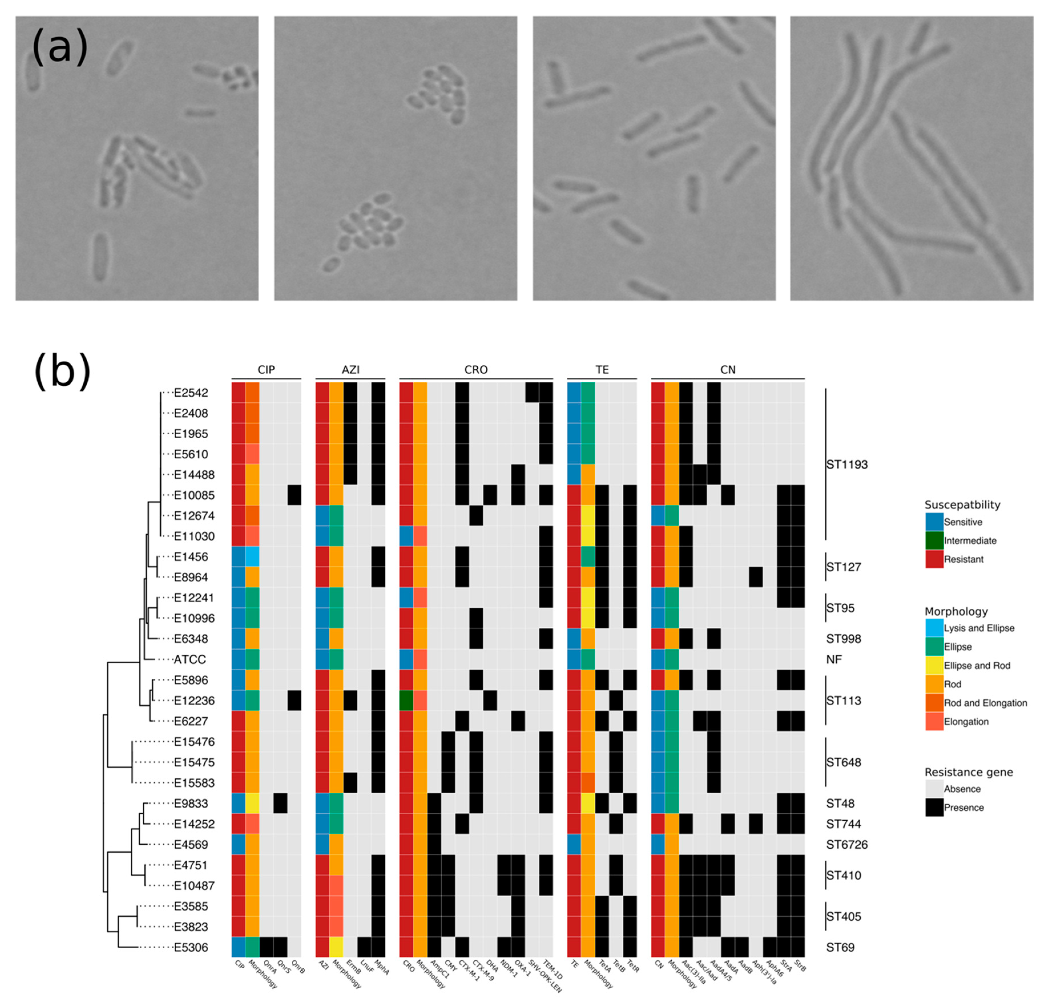 Antibiotics 09 00735 g001
