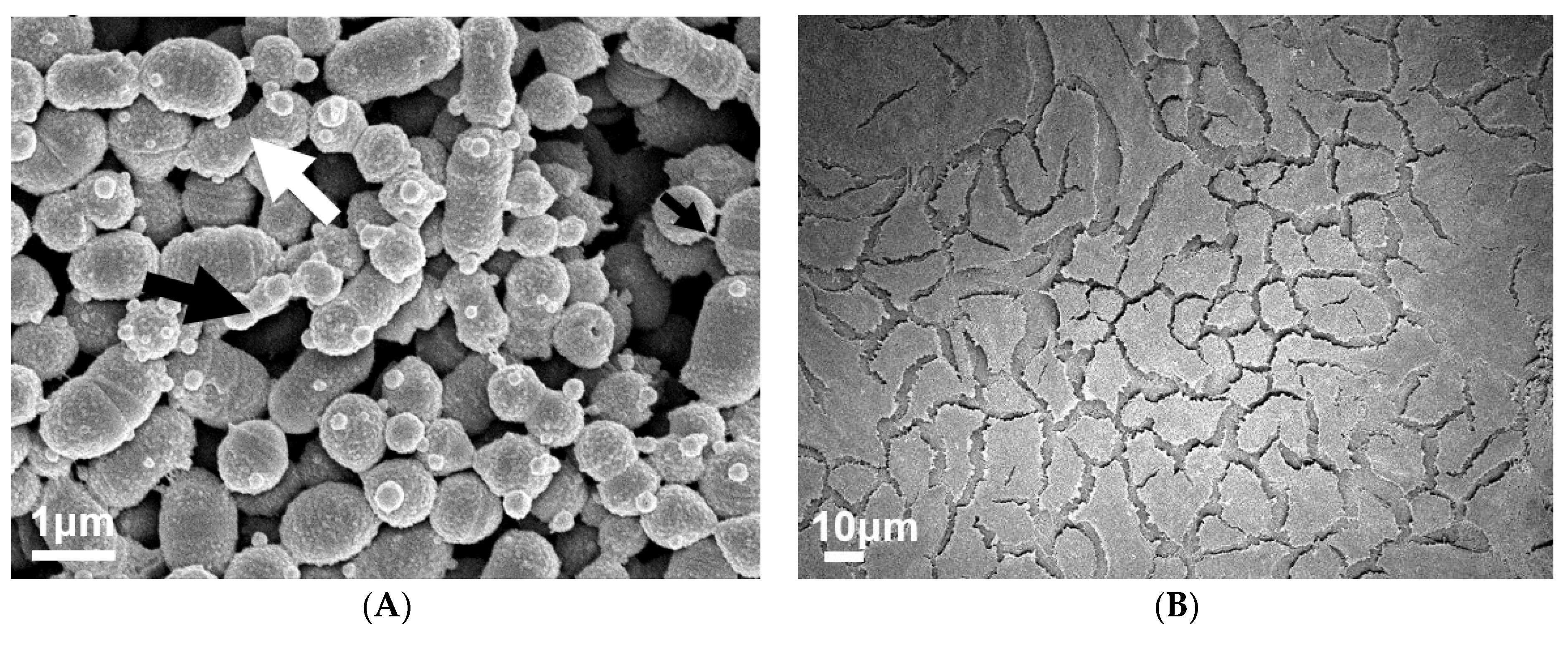Antibiotics 09 00775 g002a