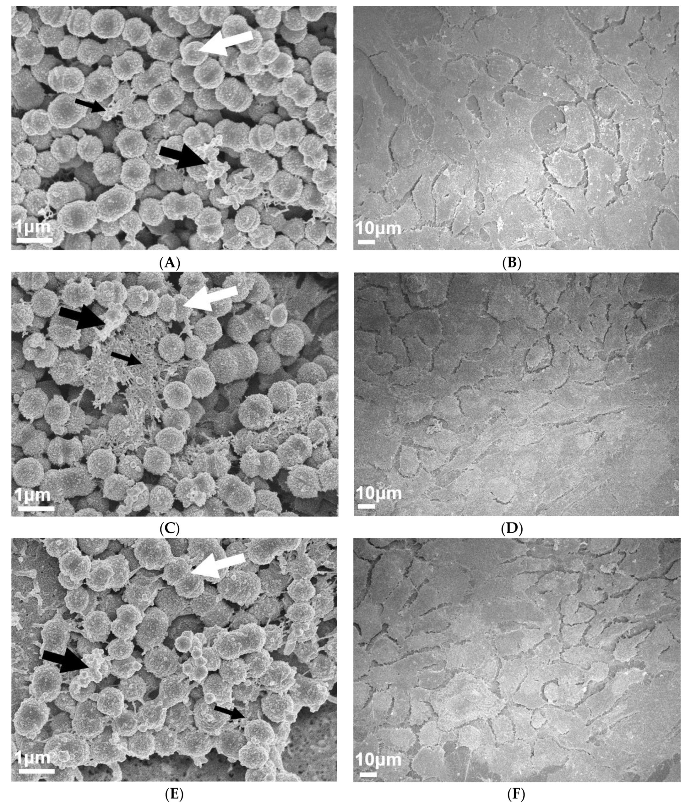 Antibiotics 09 00775 g006a