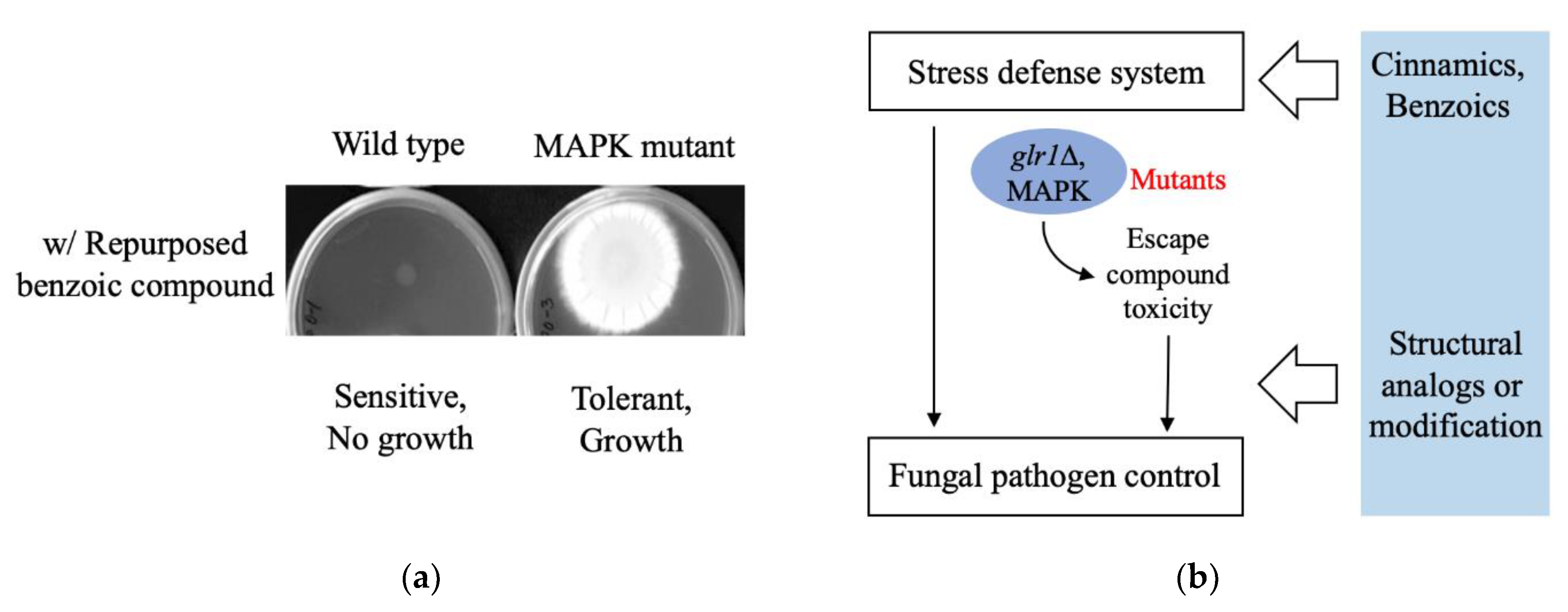 Antibiotics 09 00812 g002