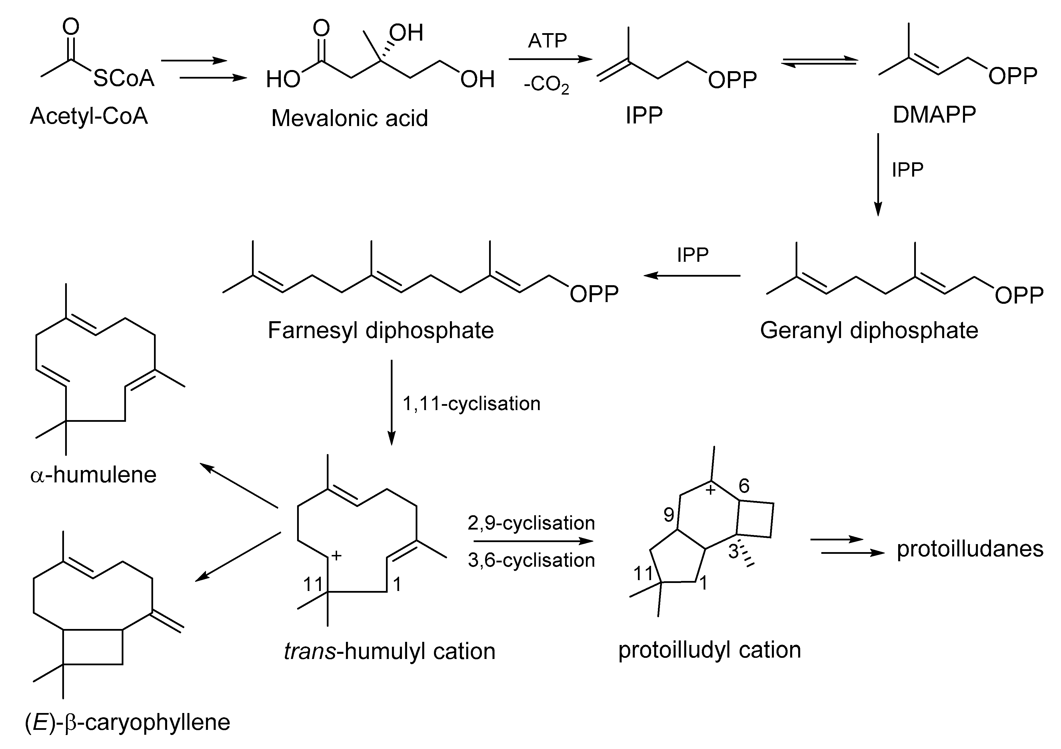 Antibiotics 09 00928 sch001 Antibiotics 09 00928 sch001