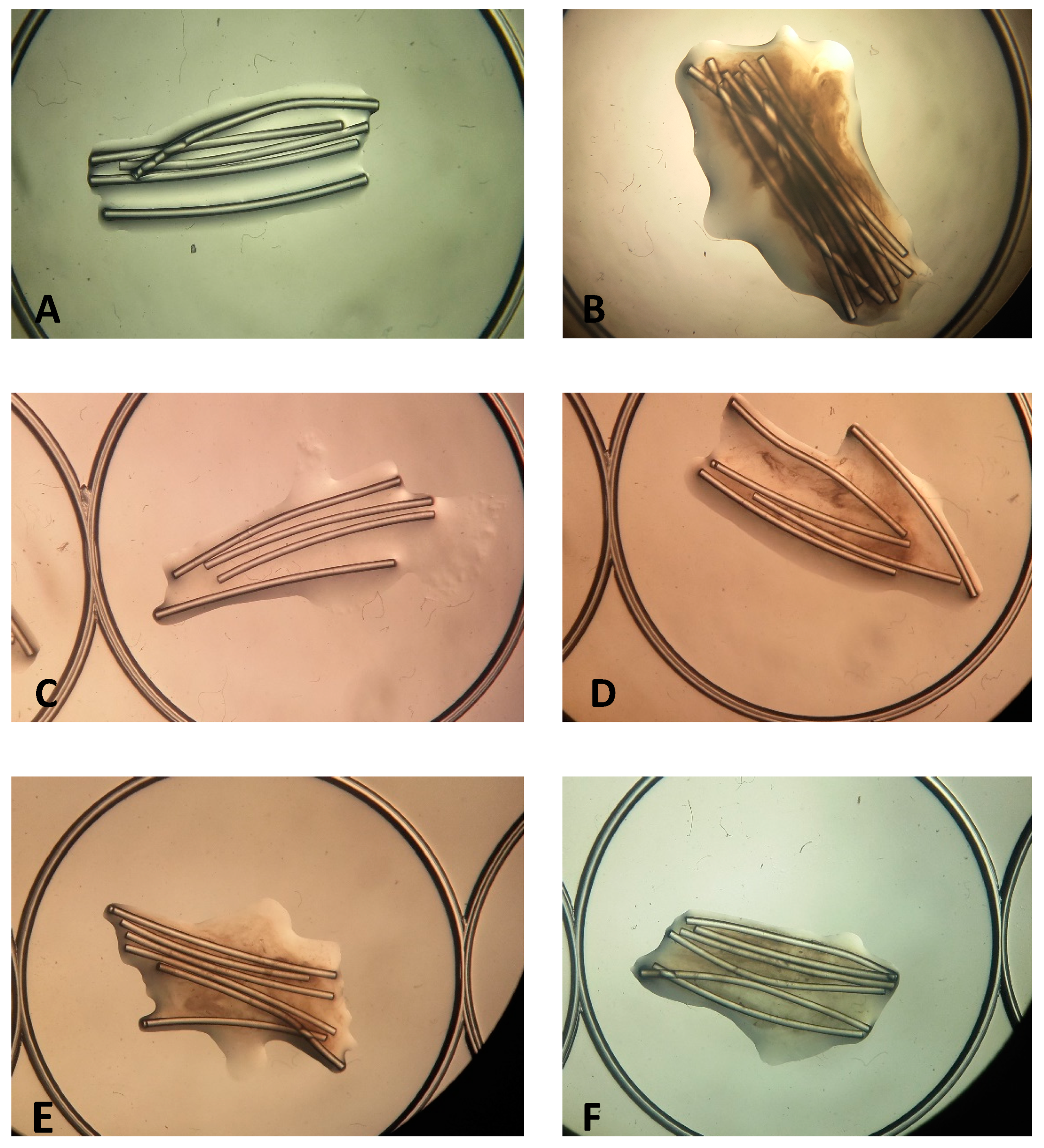 Antibiotics 10 00021 g003