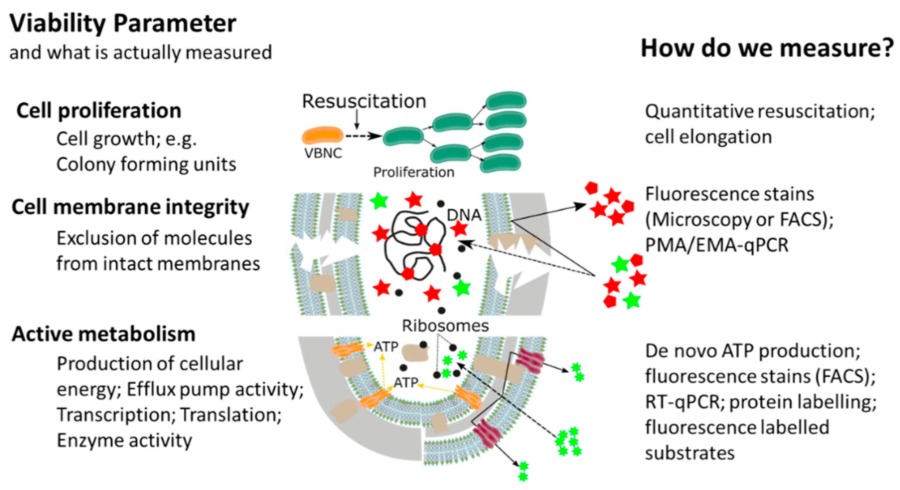 Antibiotics 10 00115 g002