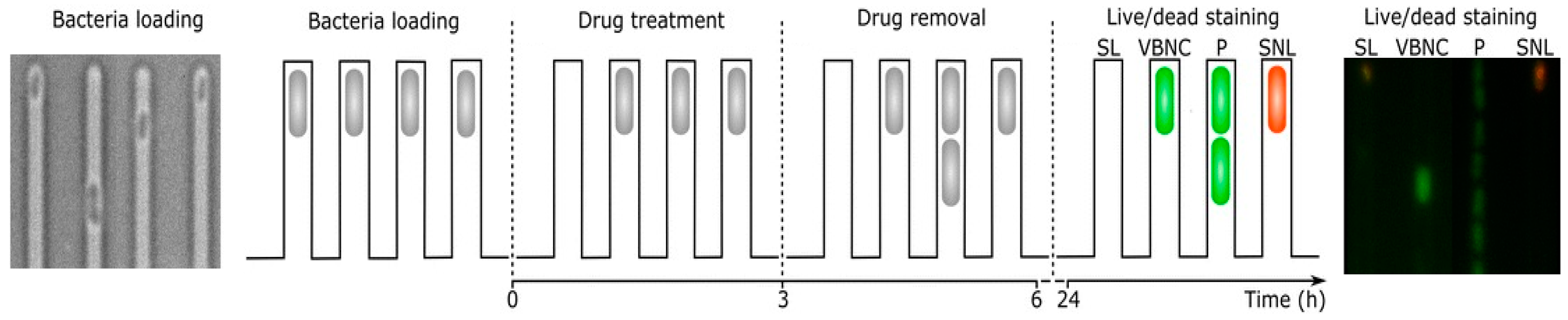 Antibiotics 10 00115 g005