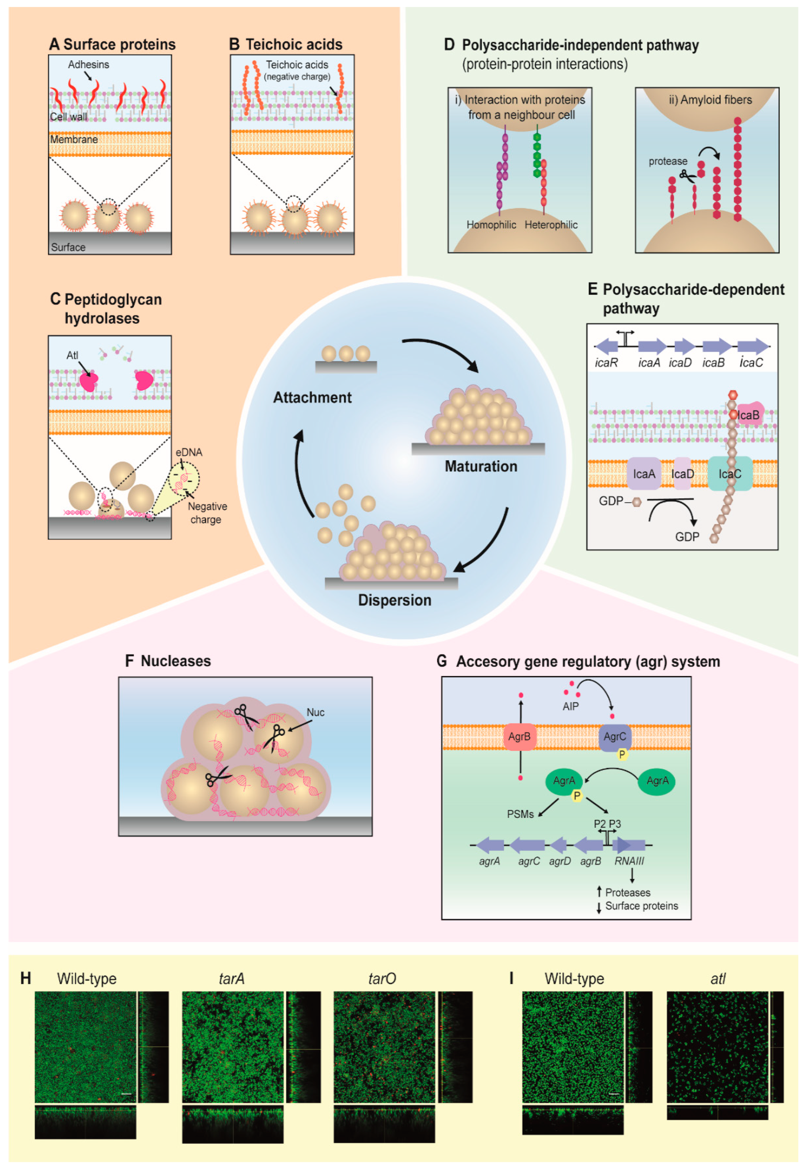 Antibiotics 10 00131 g001 Antibiotics 10 00131 g001