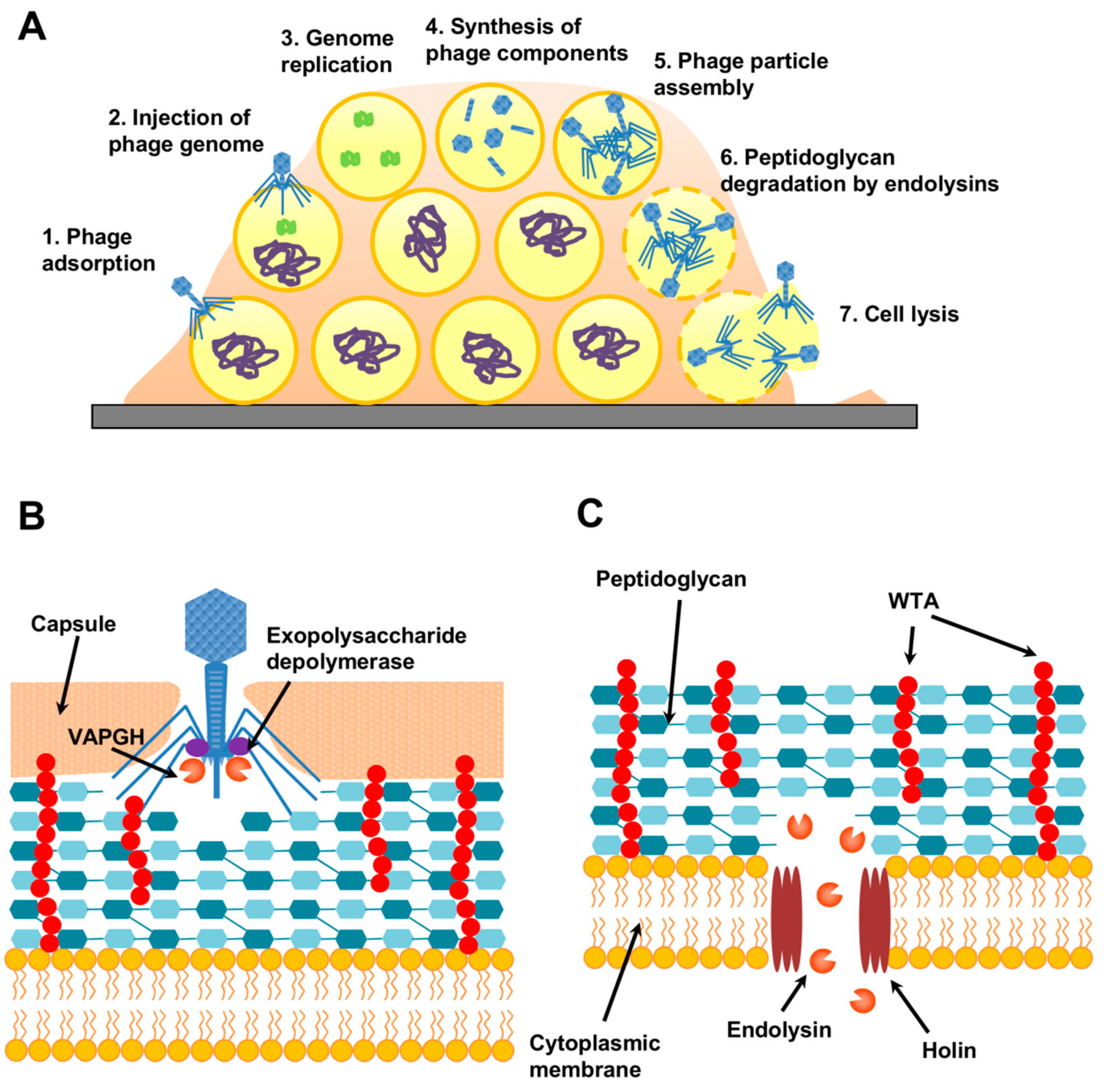 Antibiotics 10 00131 g004 Antibiotics 10 00131 g004