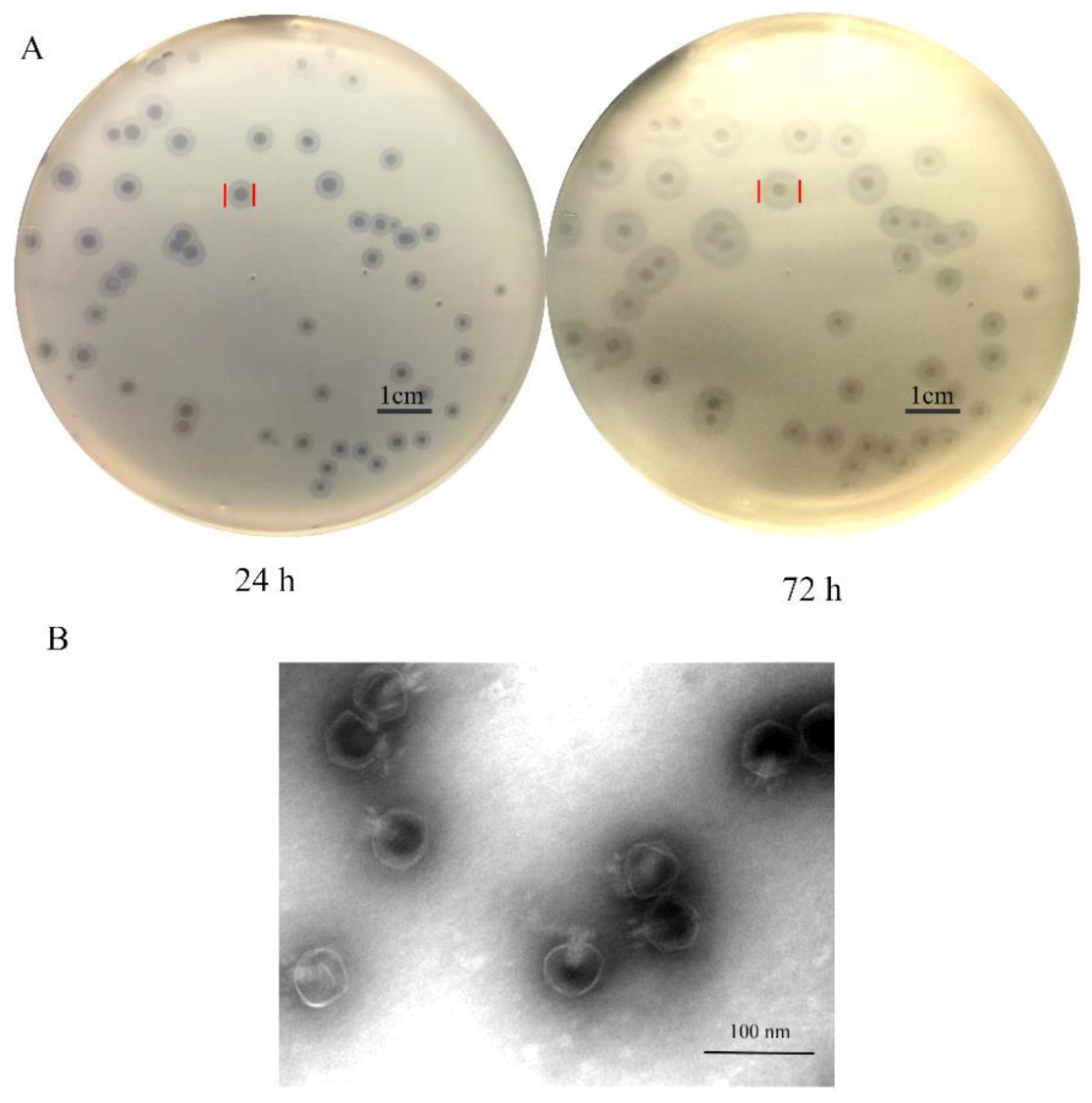 Antibiotics 10 00144 g001