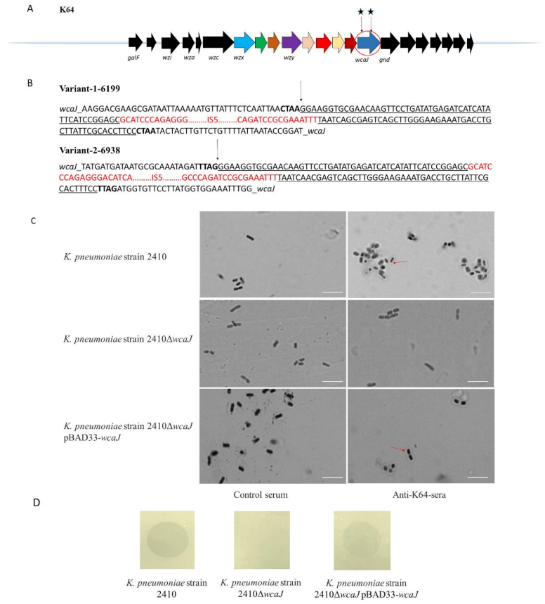 Antibiotics 10 00144 g004
