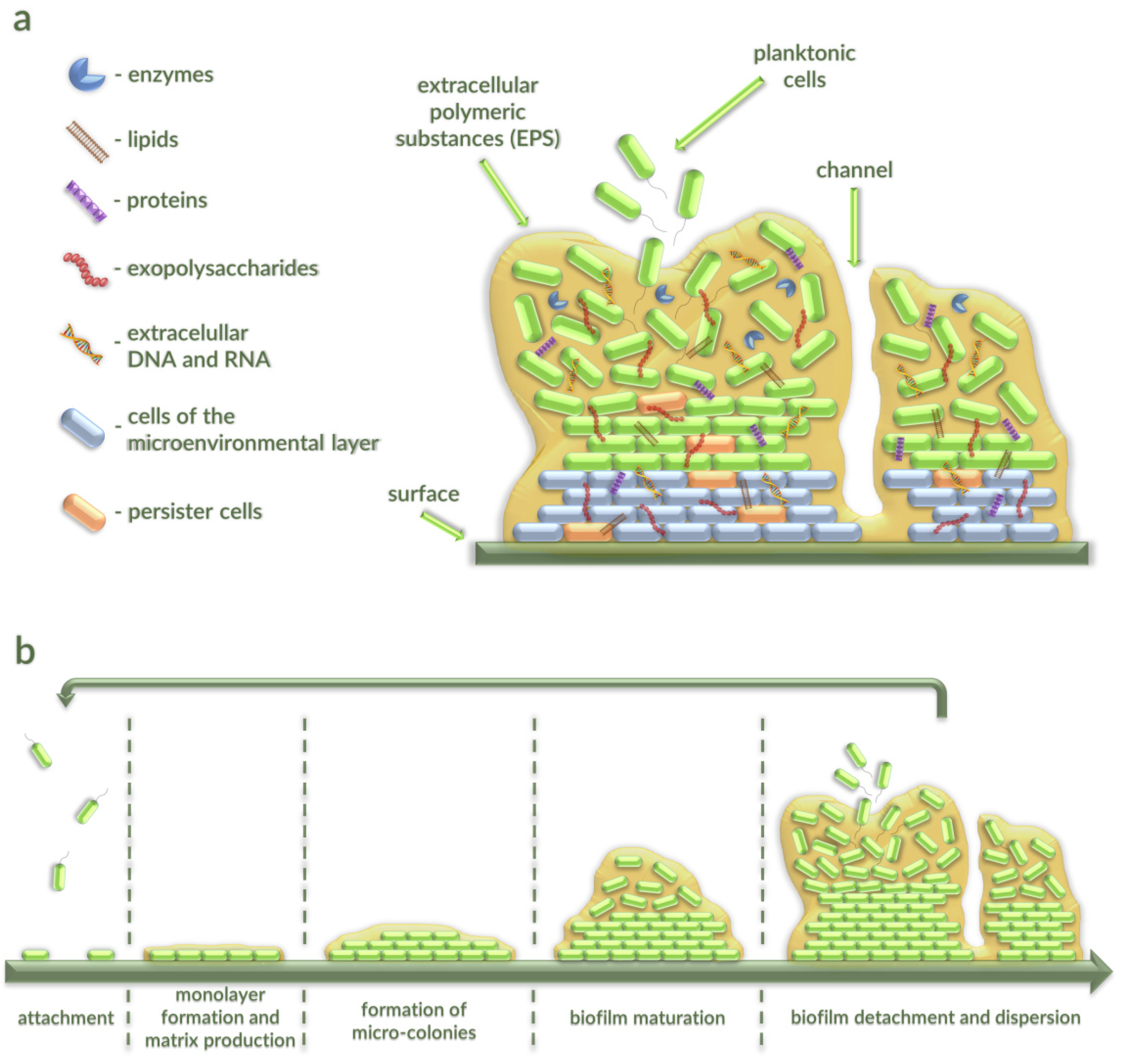 Antibiotics 10 00175 g001