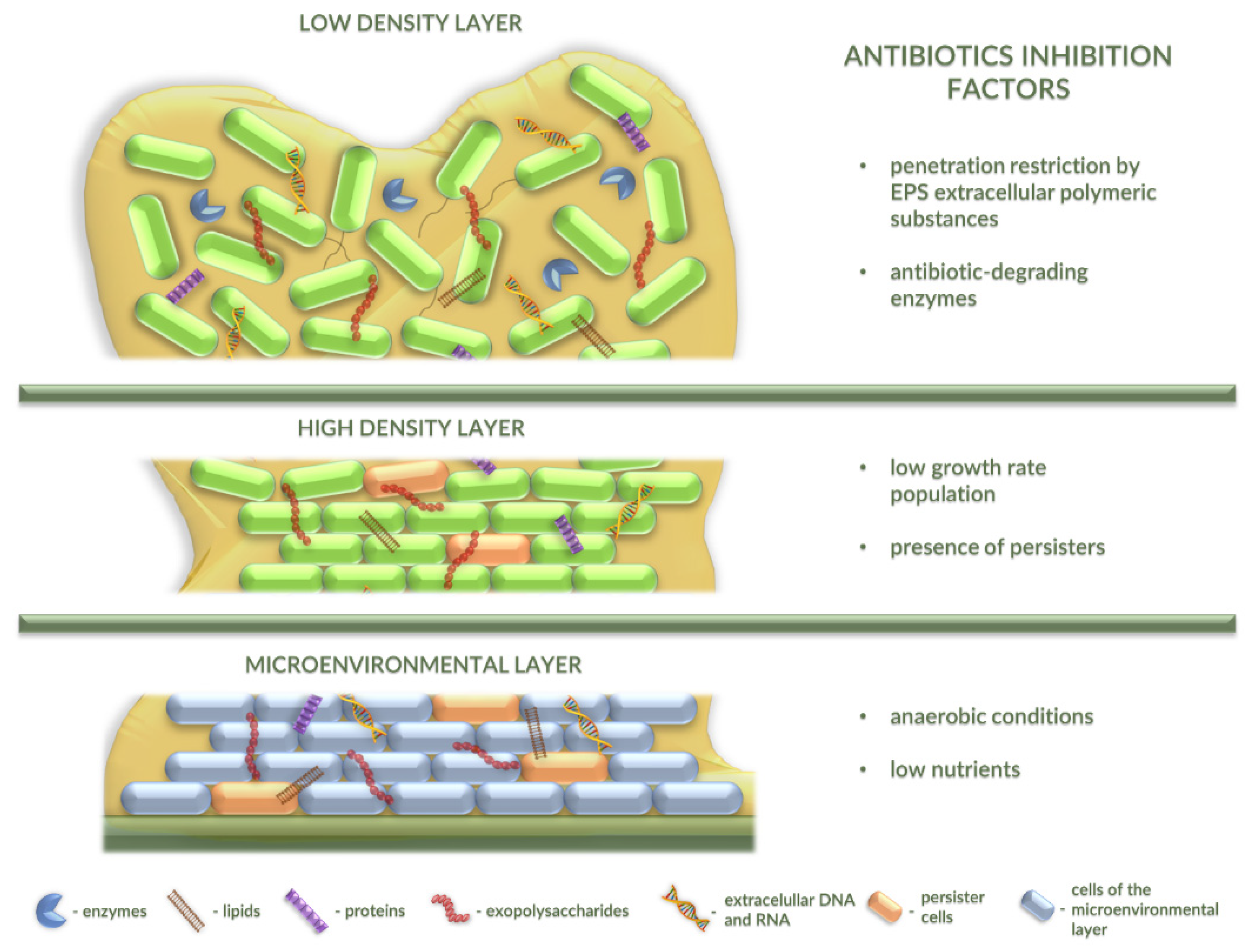 Antibiotics 10 00175 g002