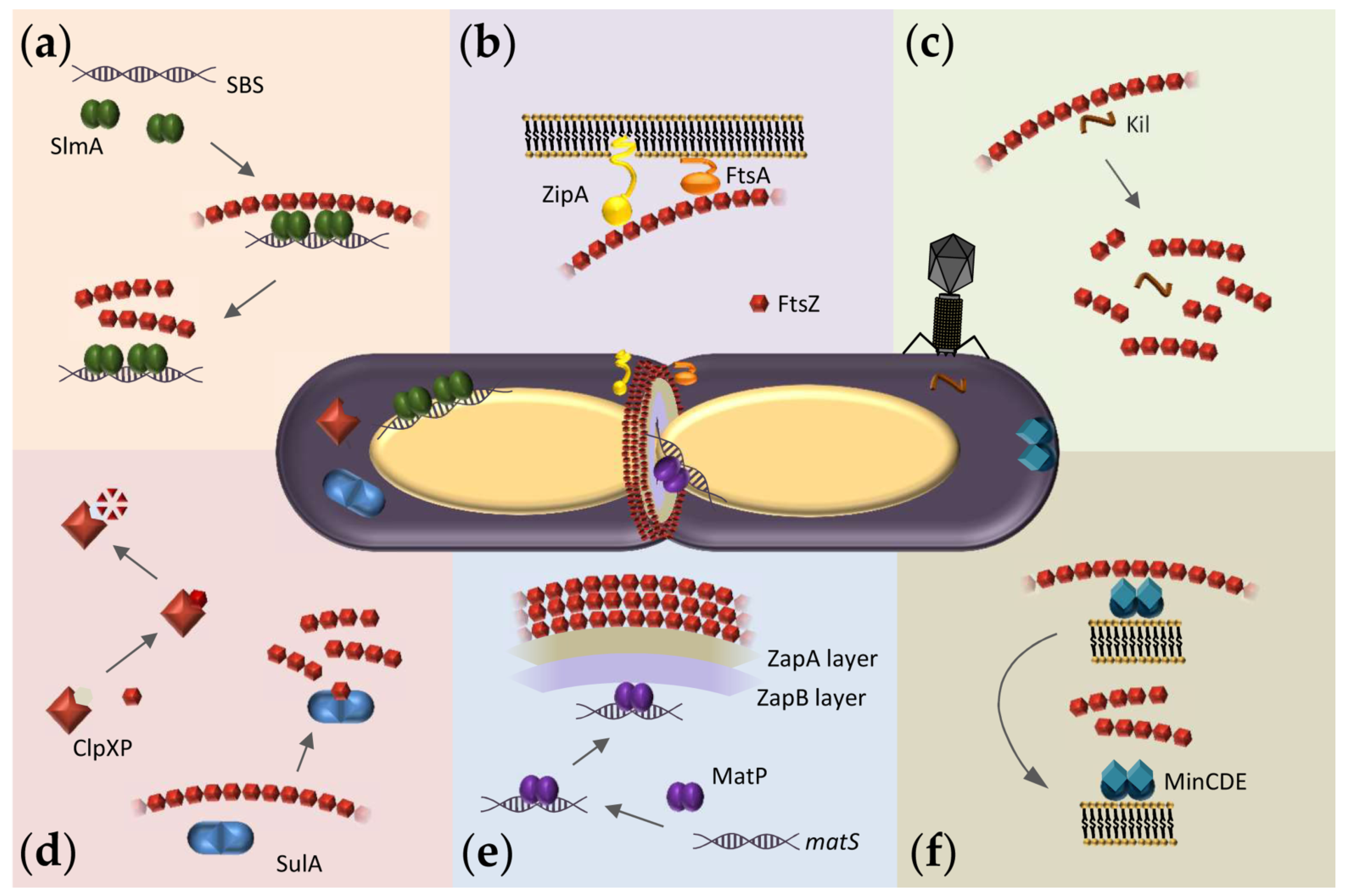 Antibiotics 10 00254 g001