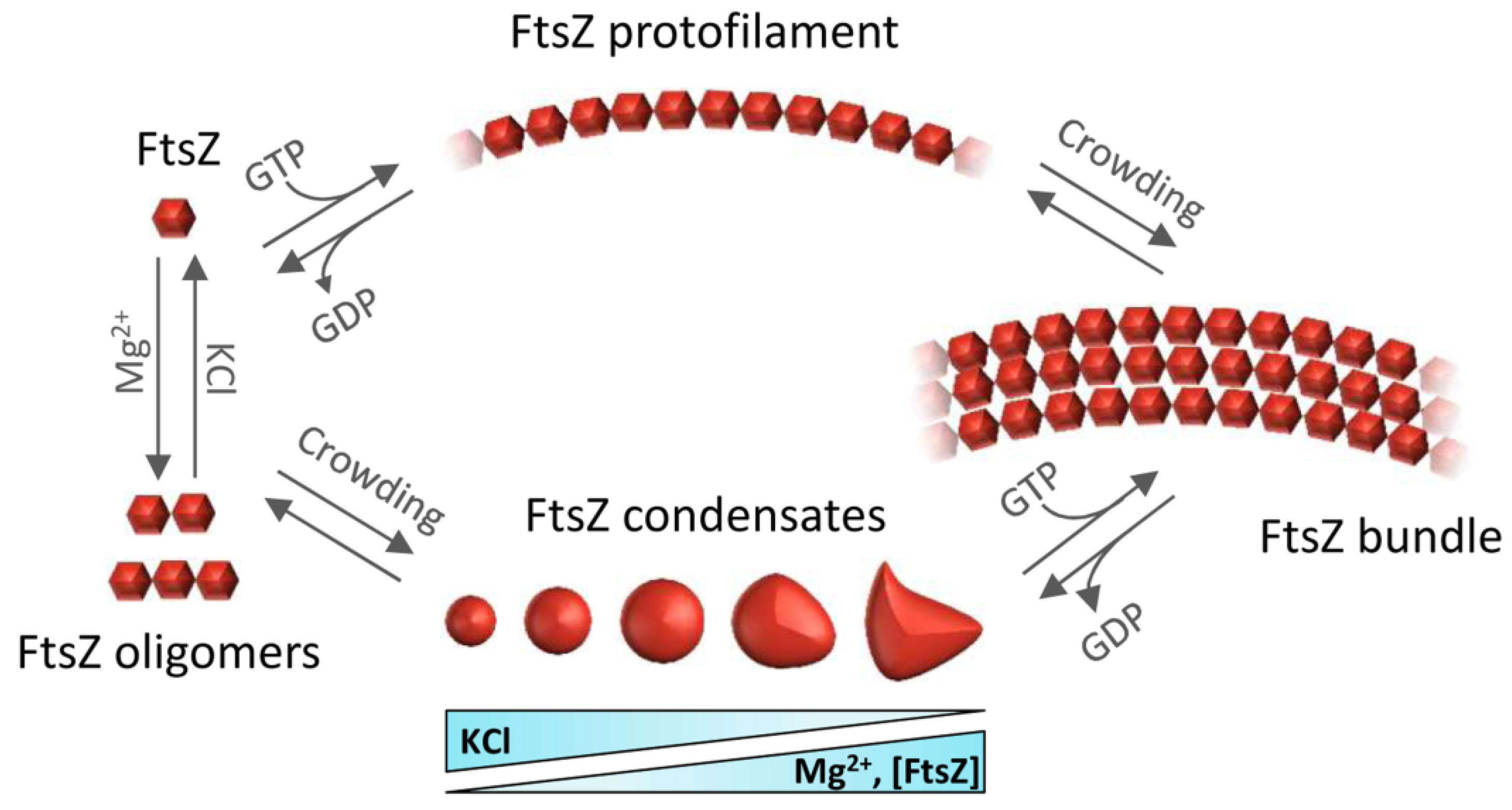 Antibiotics 10 00254 g002