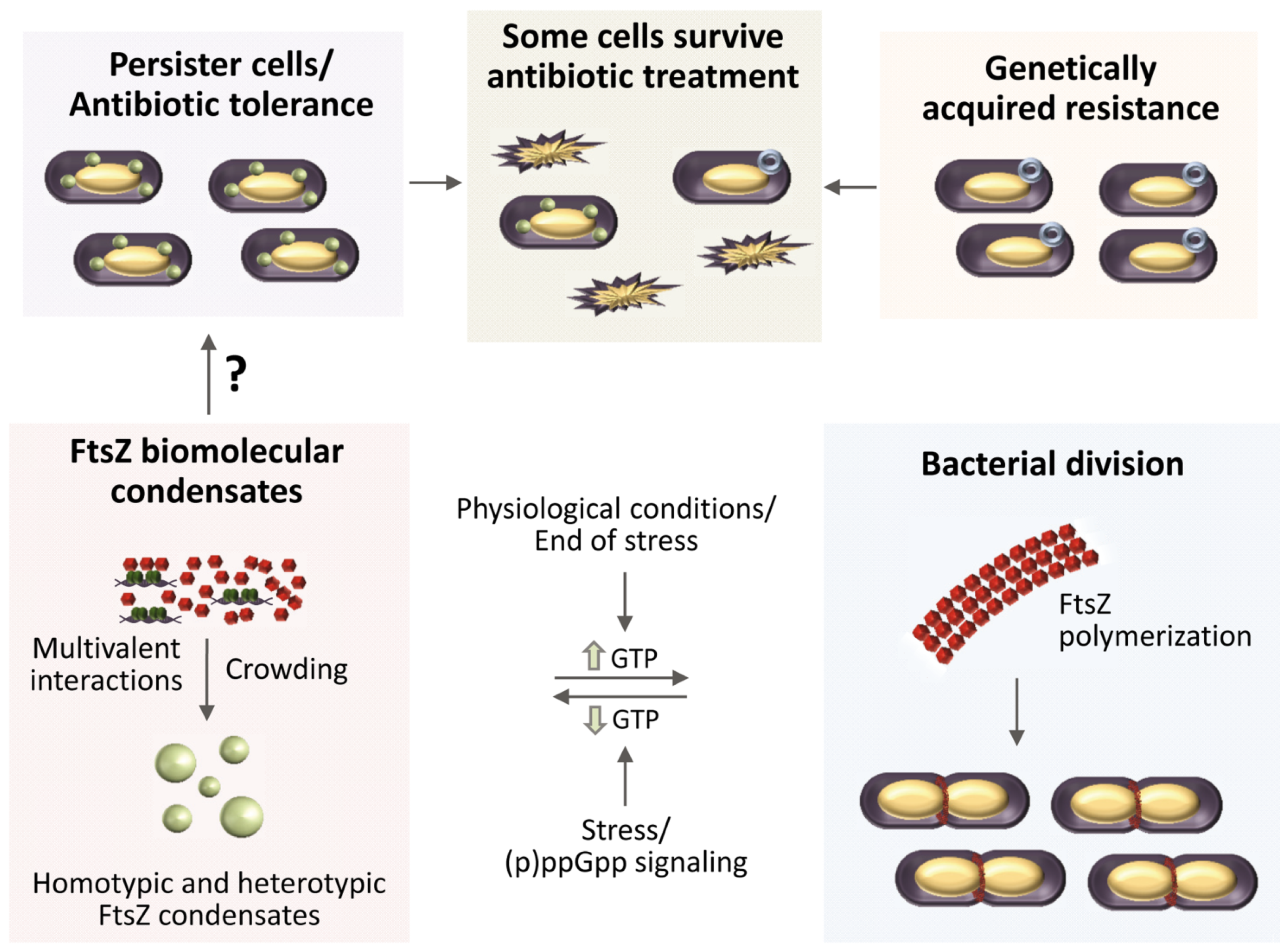 Antibiotics 10 00254 g004