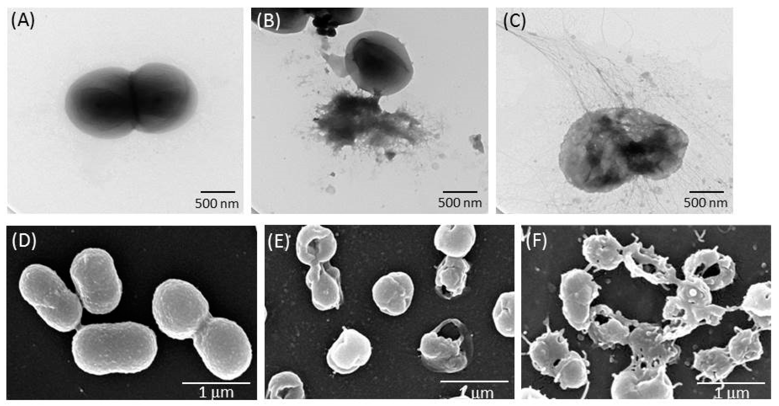 Antibiotics 10 00279 g006 Antibiotics 10 00279 g006