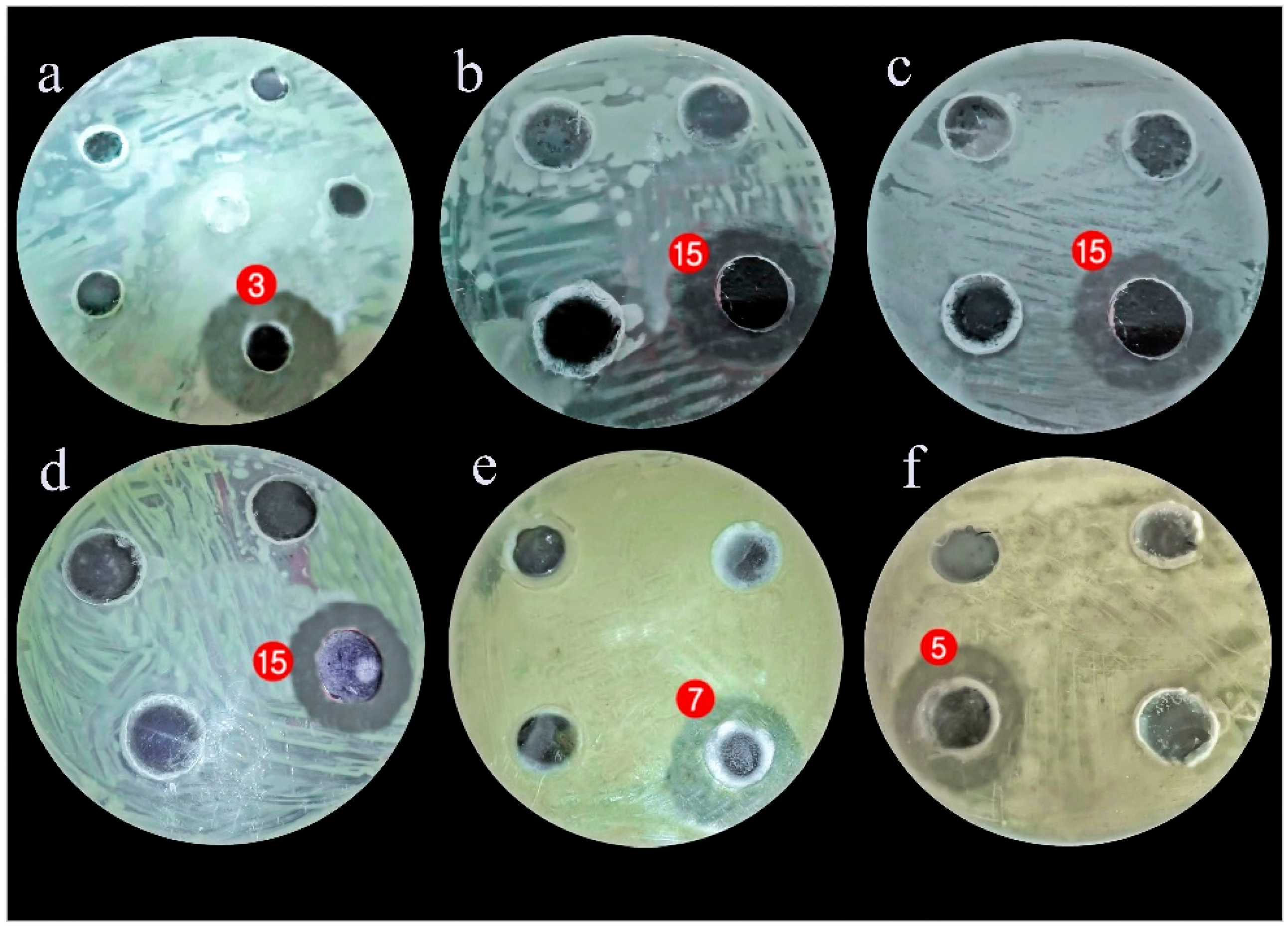 Antibiotics 10 00294 g001