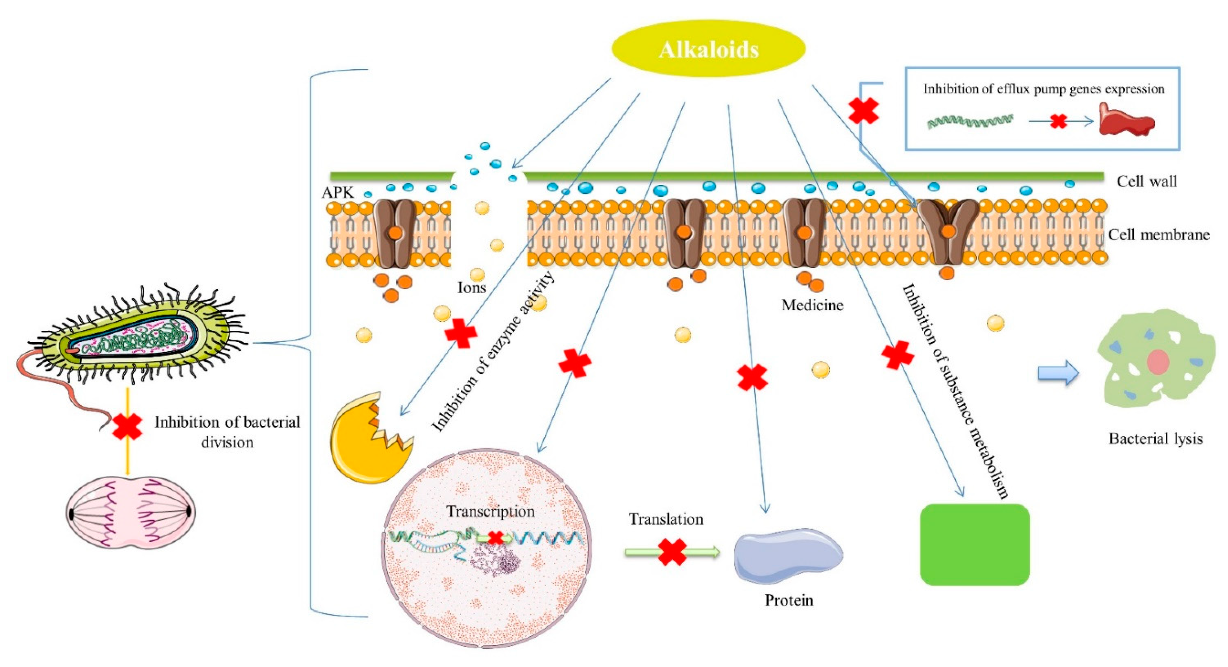 Antibiotics 10 00318 g001
