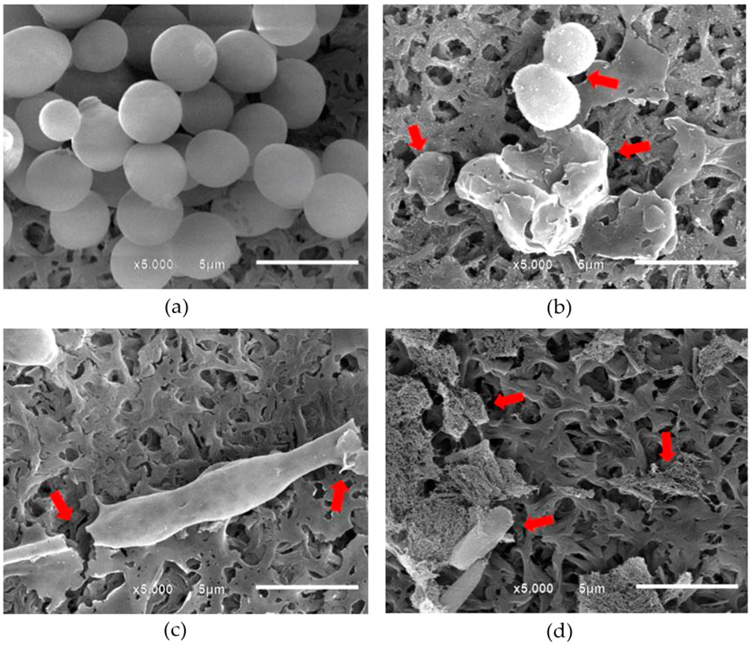 Antibiotics 10 00440 g003