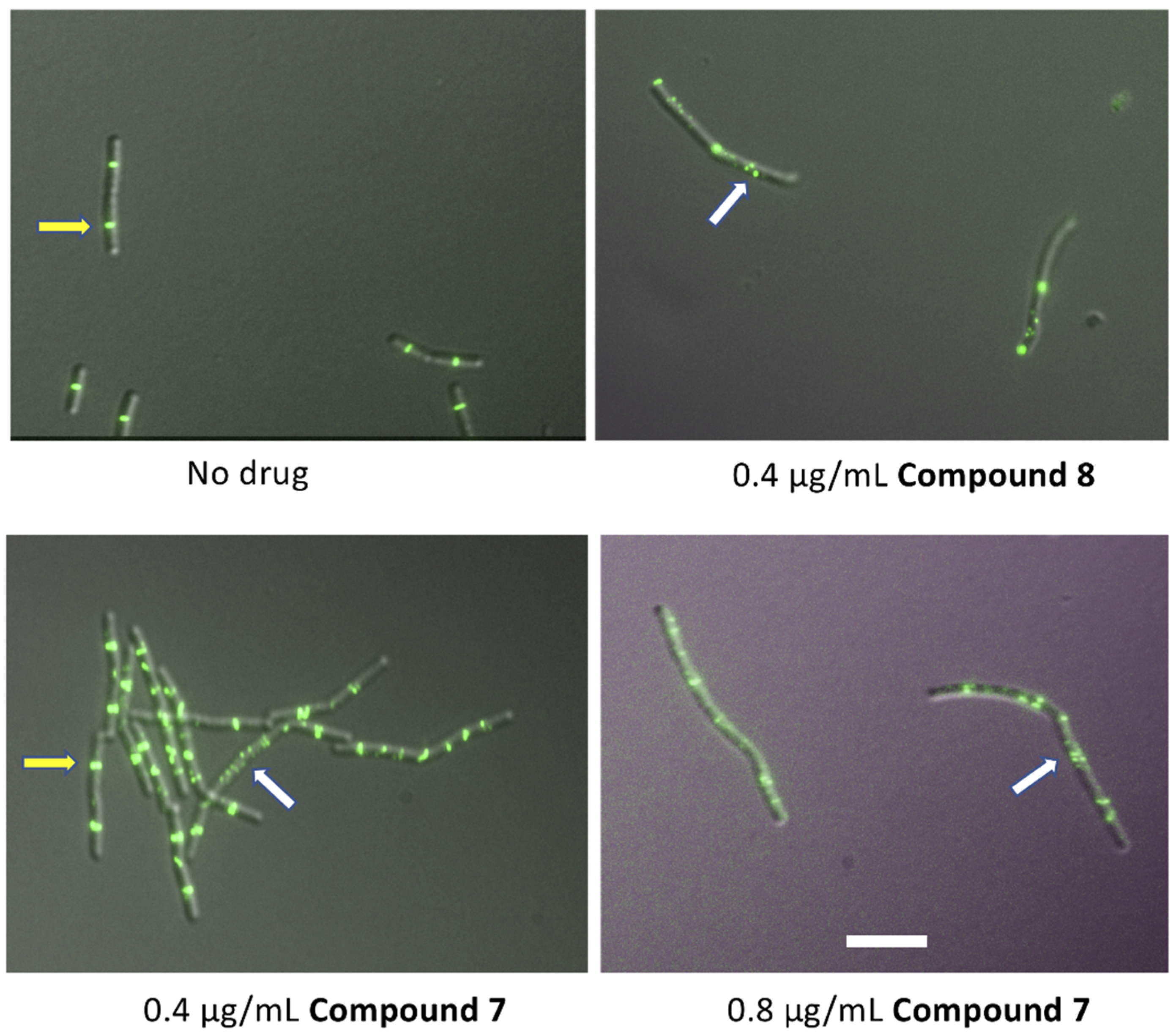 Antibiotics 10 00442 g005