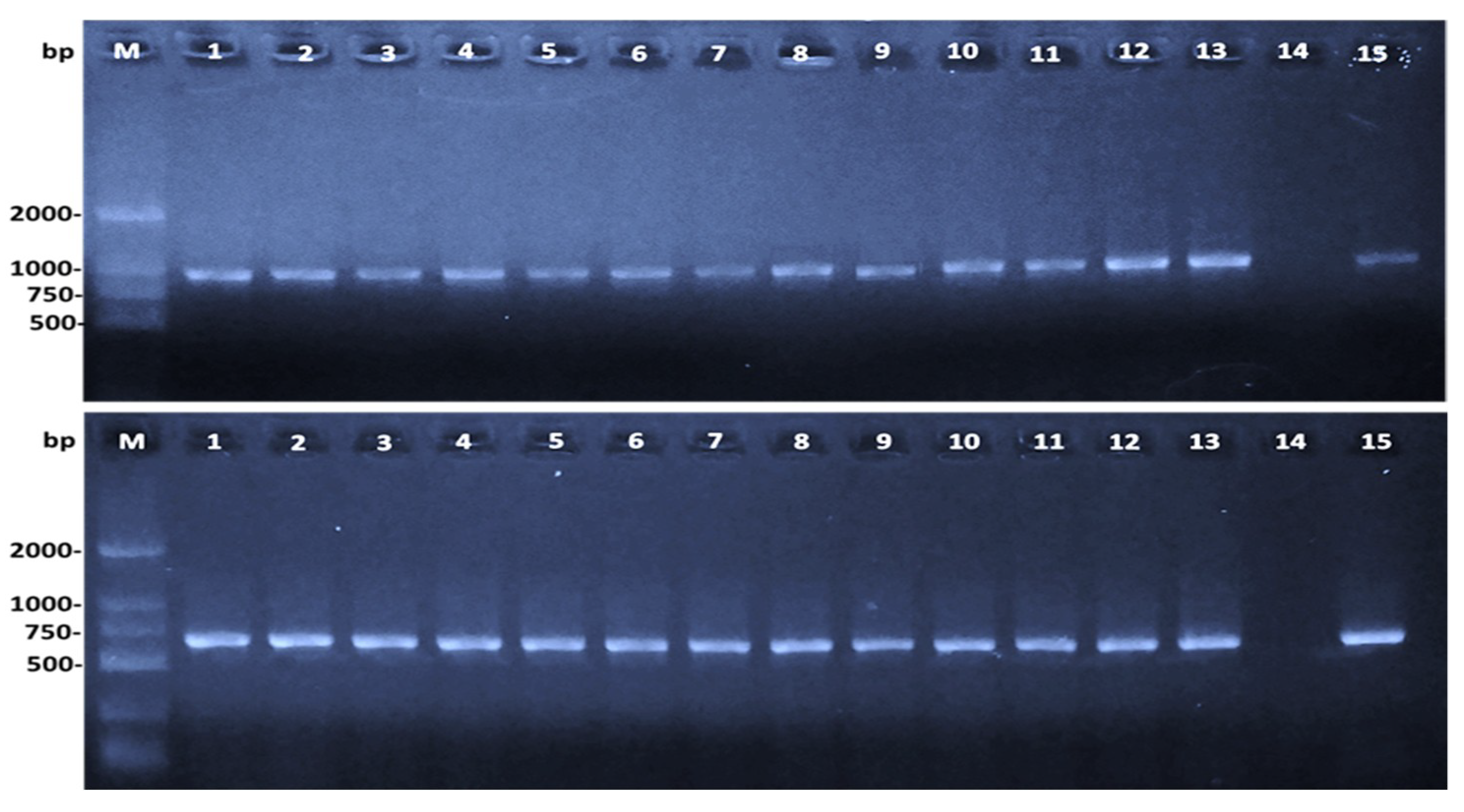 Antibiotics 10 00532 g002 Antibiotics 10 00532 g002