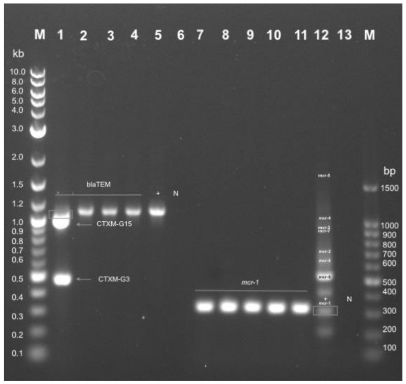 Antibiotics 10 00564 g004 Antibiotics 10 00564 g004