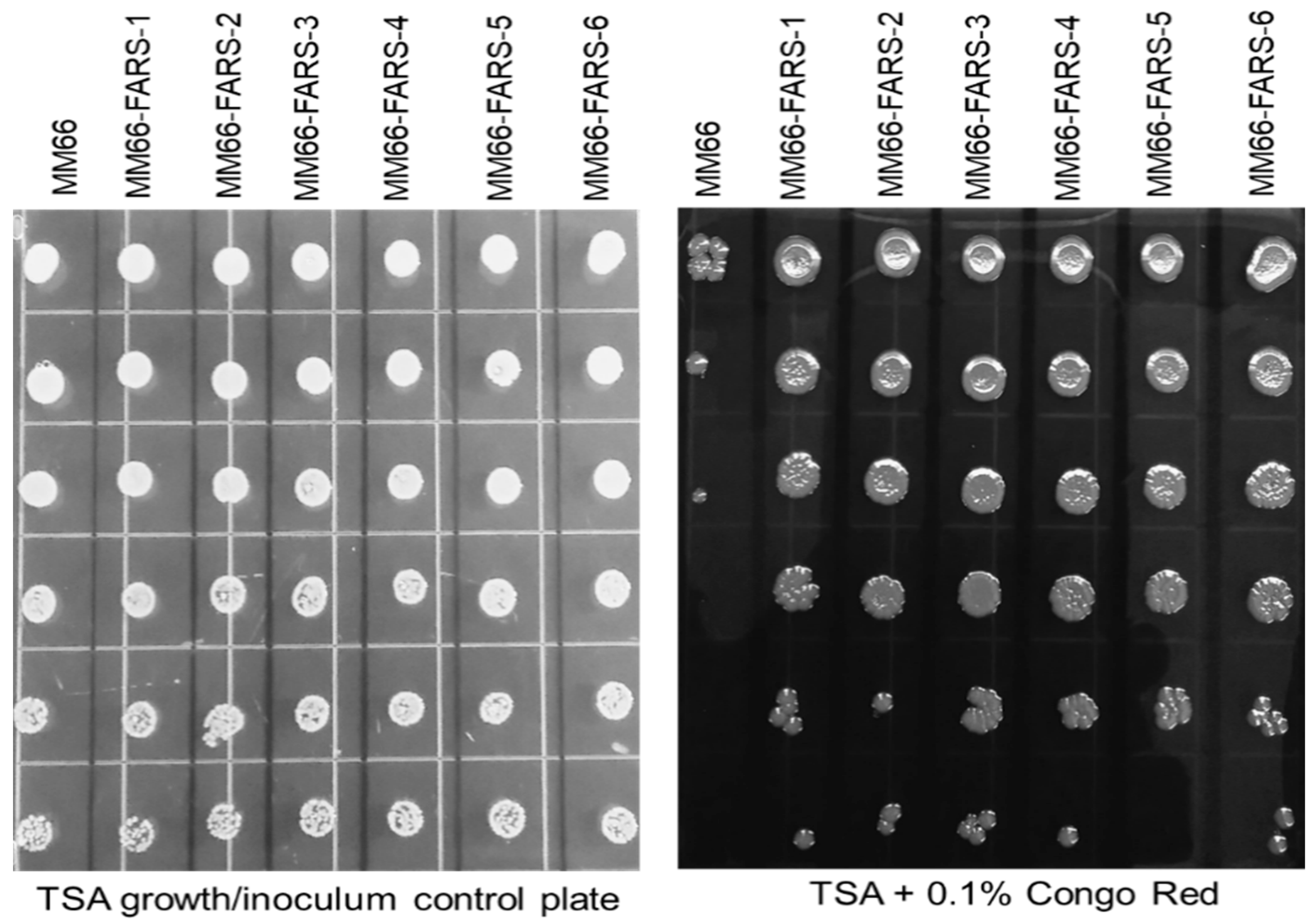 Antibiotics 10 00583 g006 Antibiotics 10 00583 g006