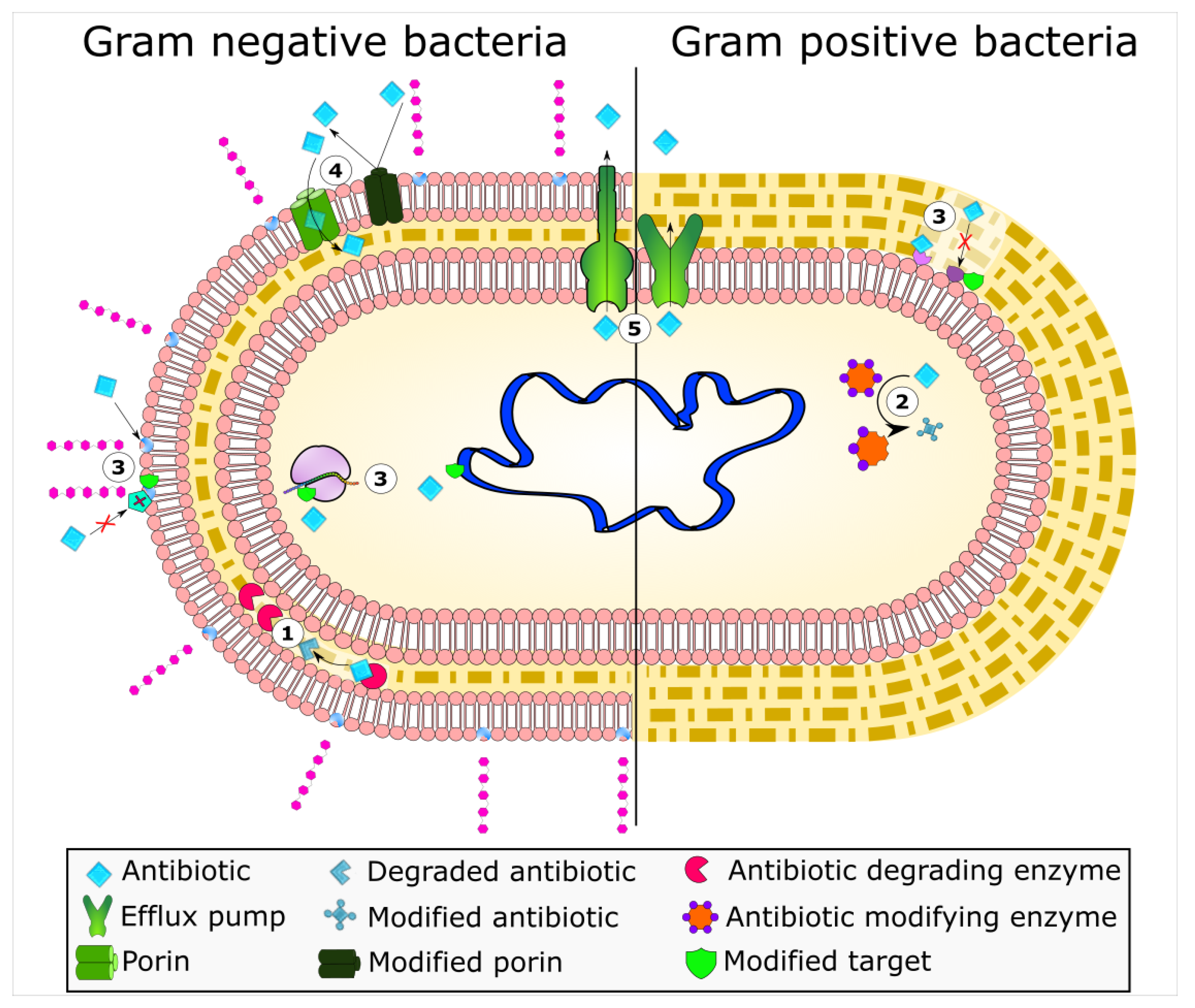 Antibiotics 10 00593 g001