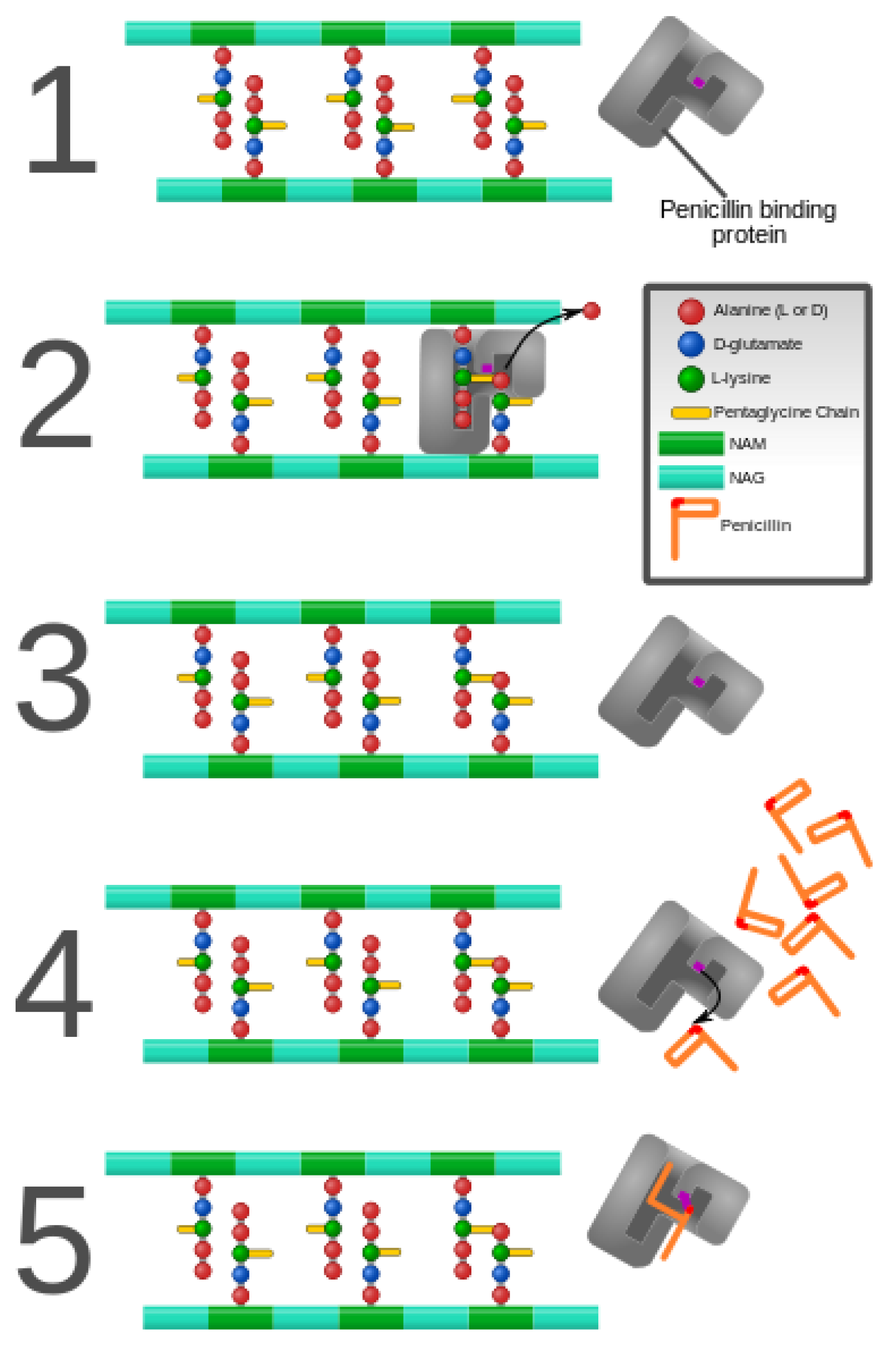 Antibiotics 10 00593 g003