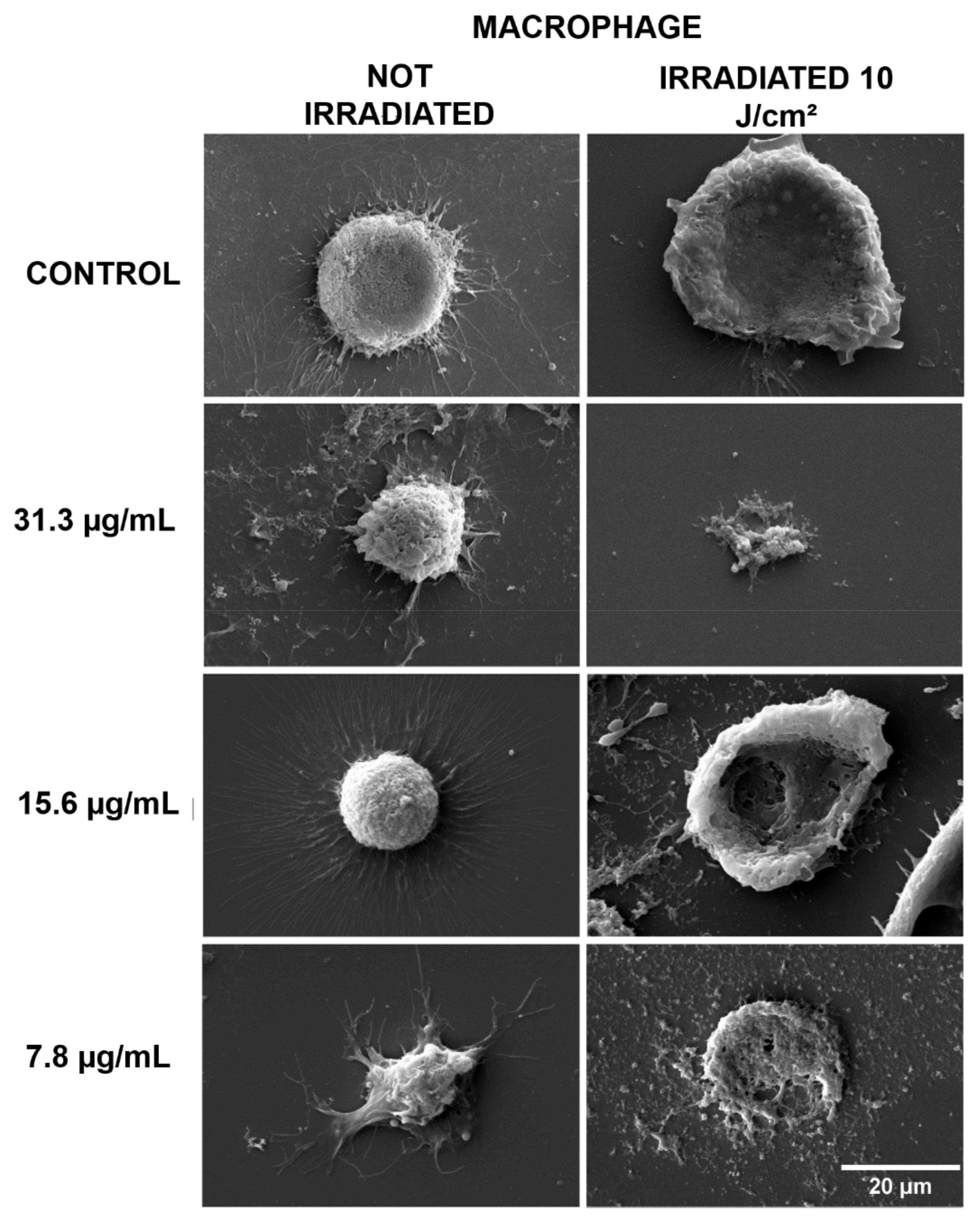 Antibiotics 10 00634 g002