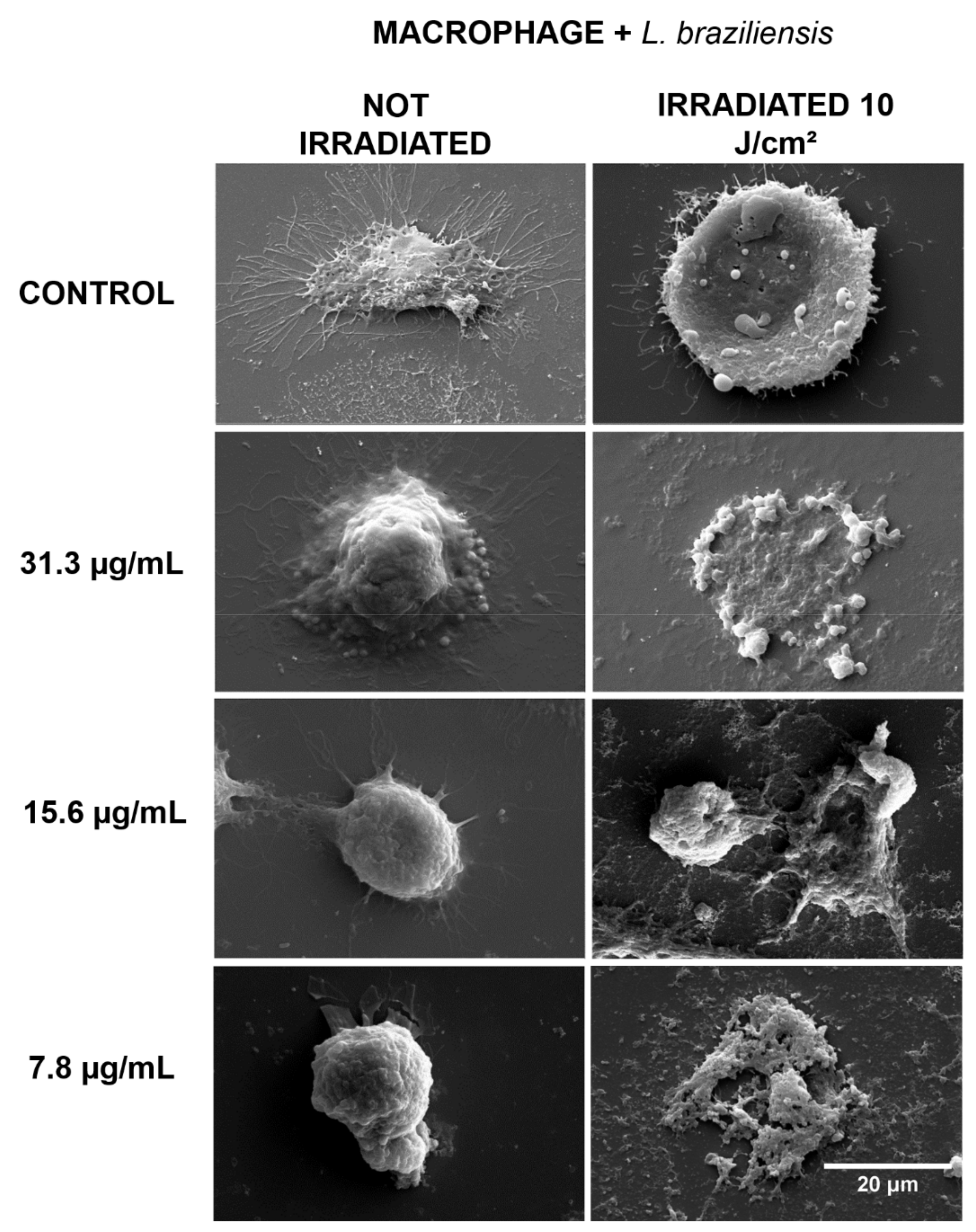 Antibiotics 10 00634 g003