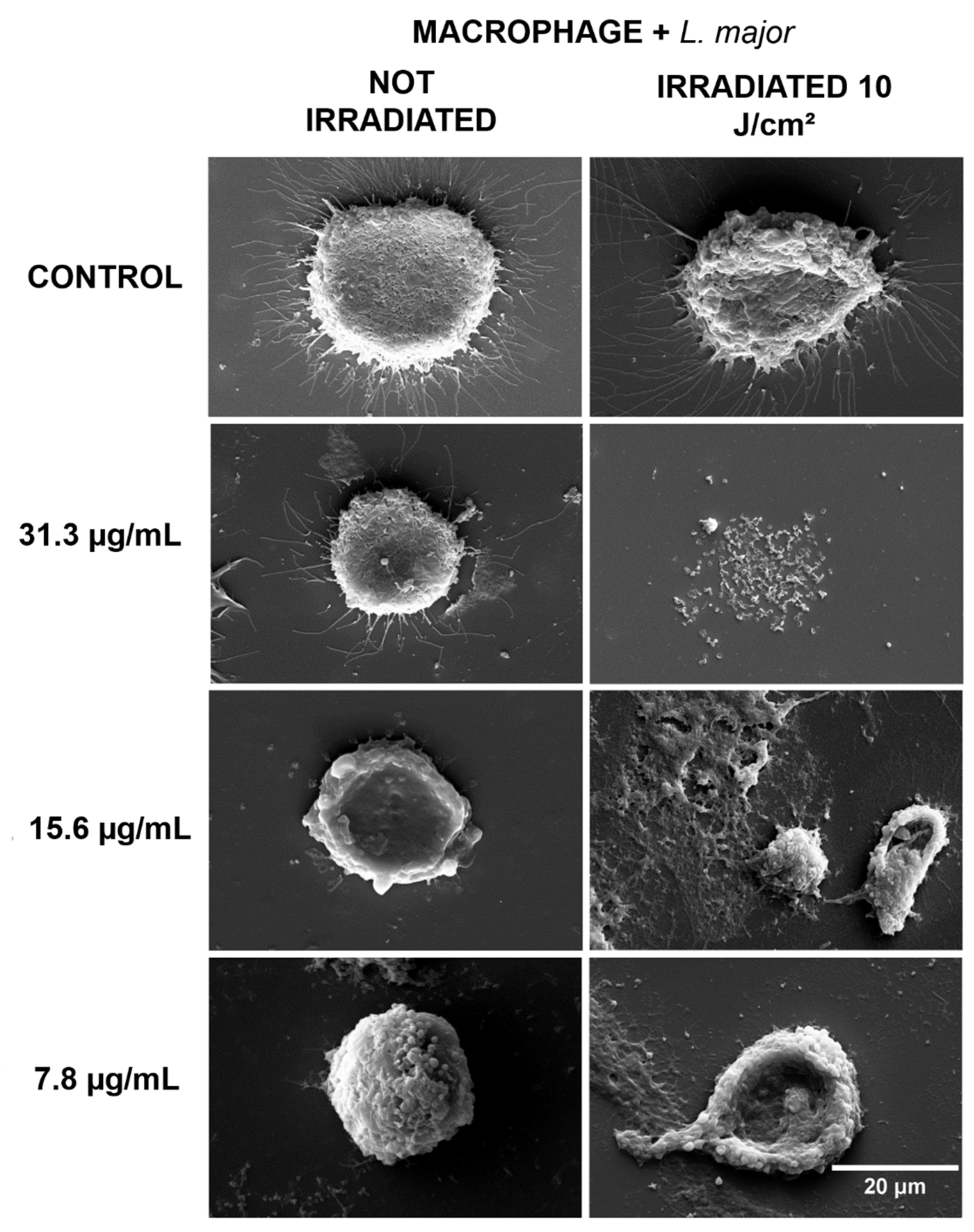 Antibiotics 10 00634 g004