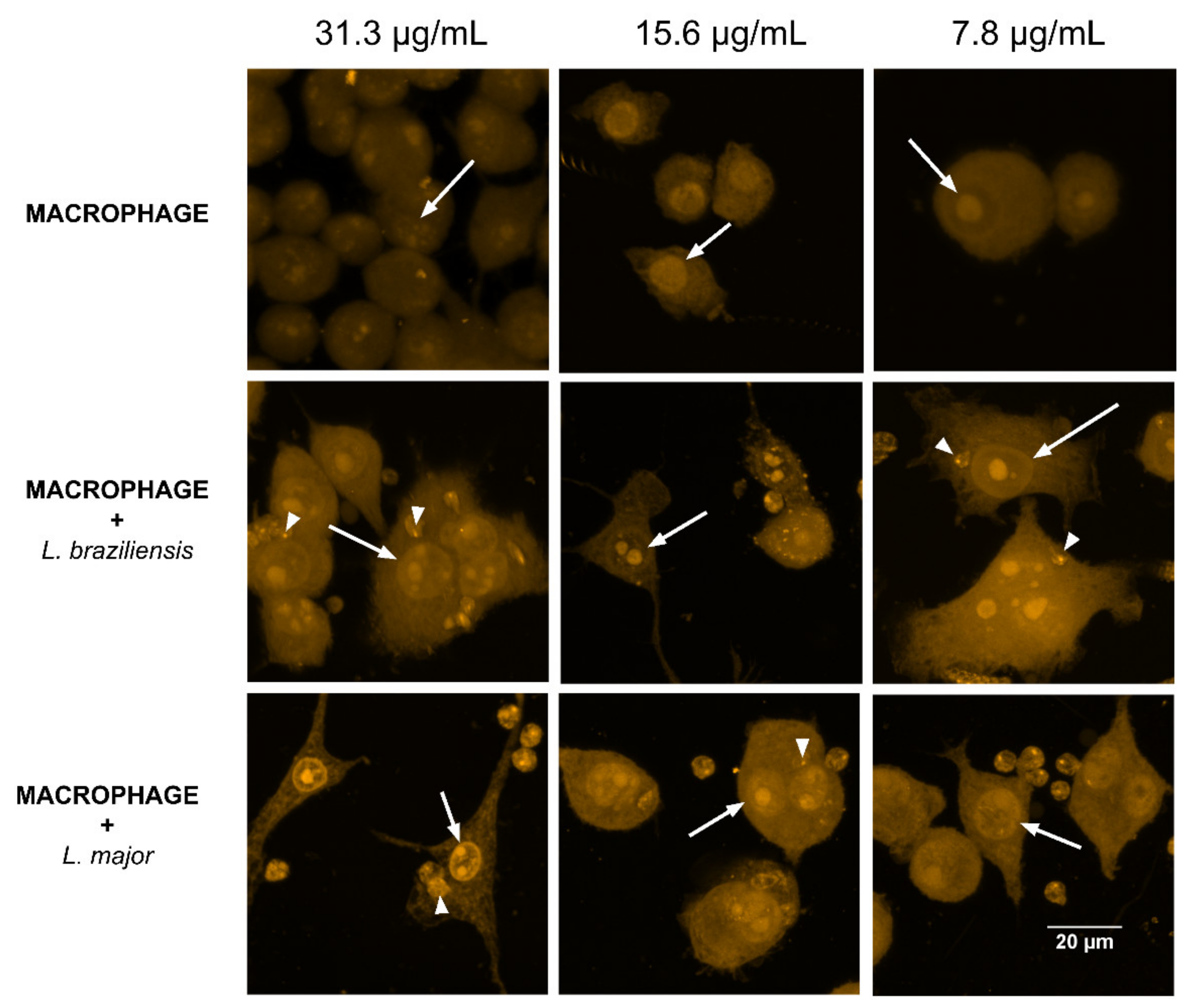 Antibiotics 10 00634 g005