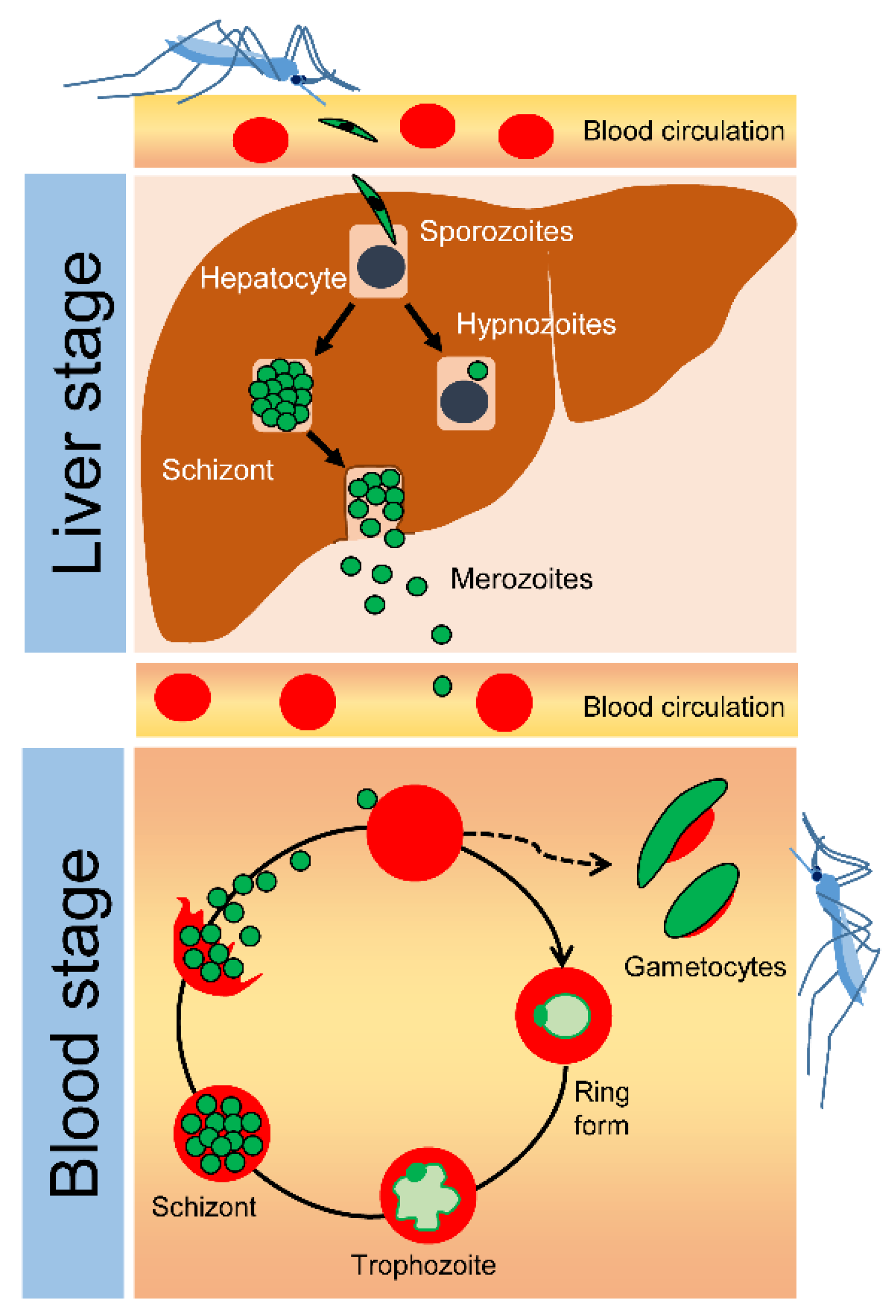 Antibiotics 10 00642 g001 Antibiotics 10 00642 g001