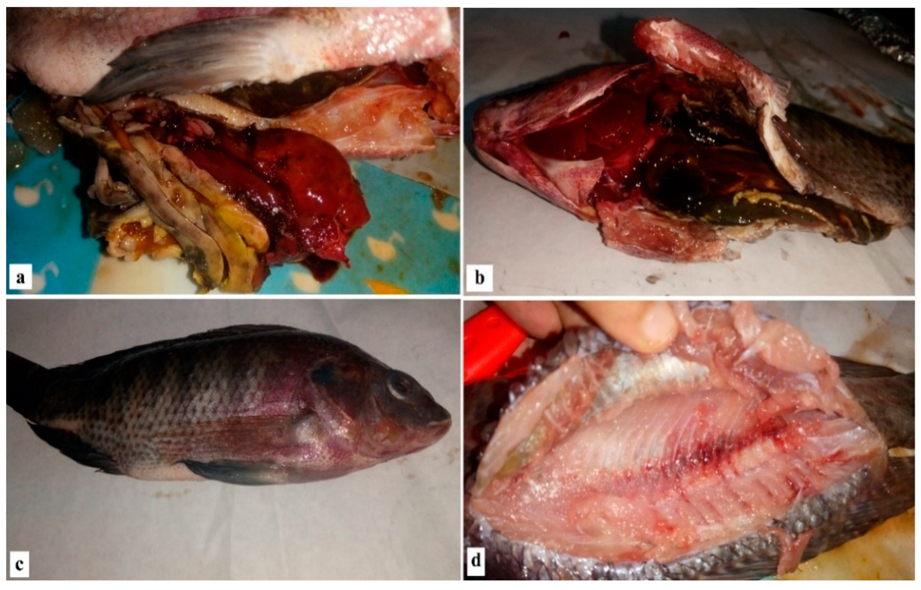Antibiotics 10 00654 g001