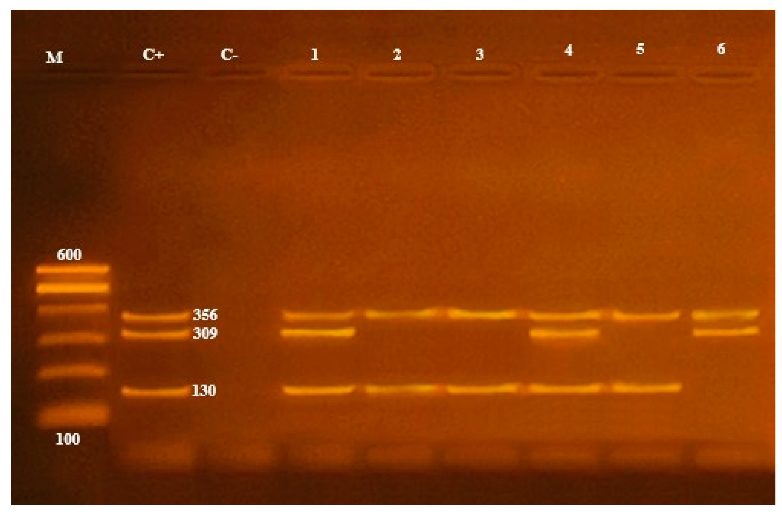 Antibiotics 10 00654 g004