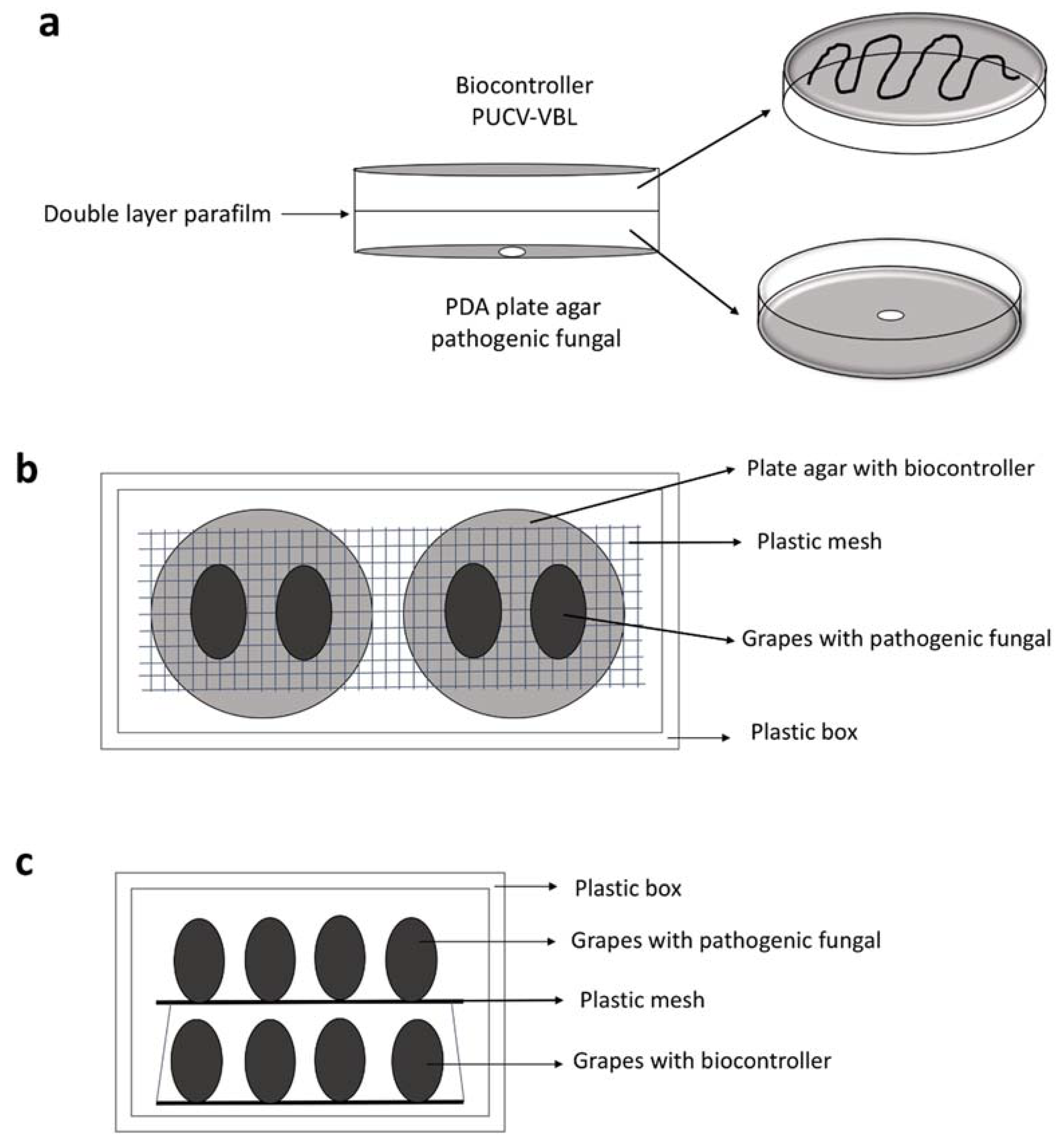 Antibiotics 10 00663 sch001 Antibiotics 10 00663 sch001
