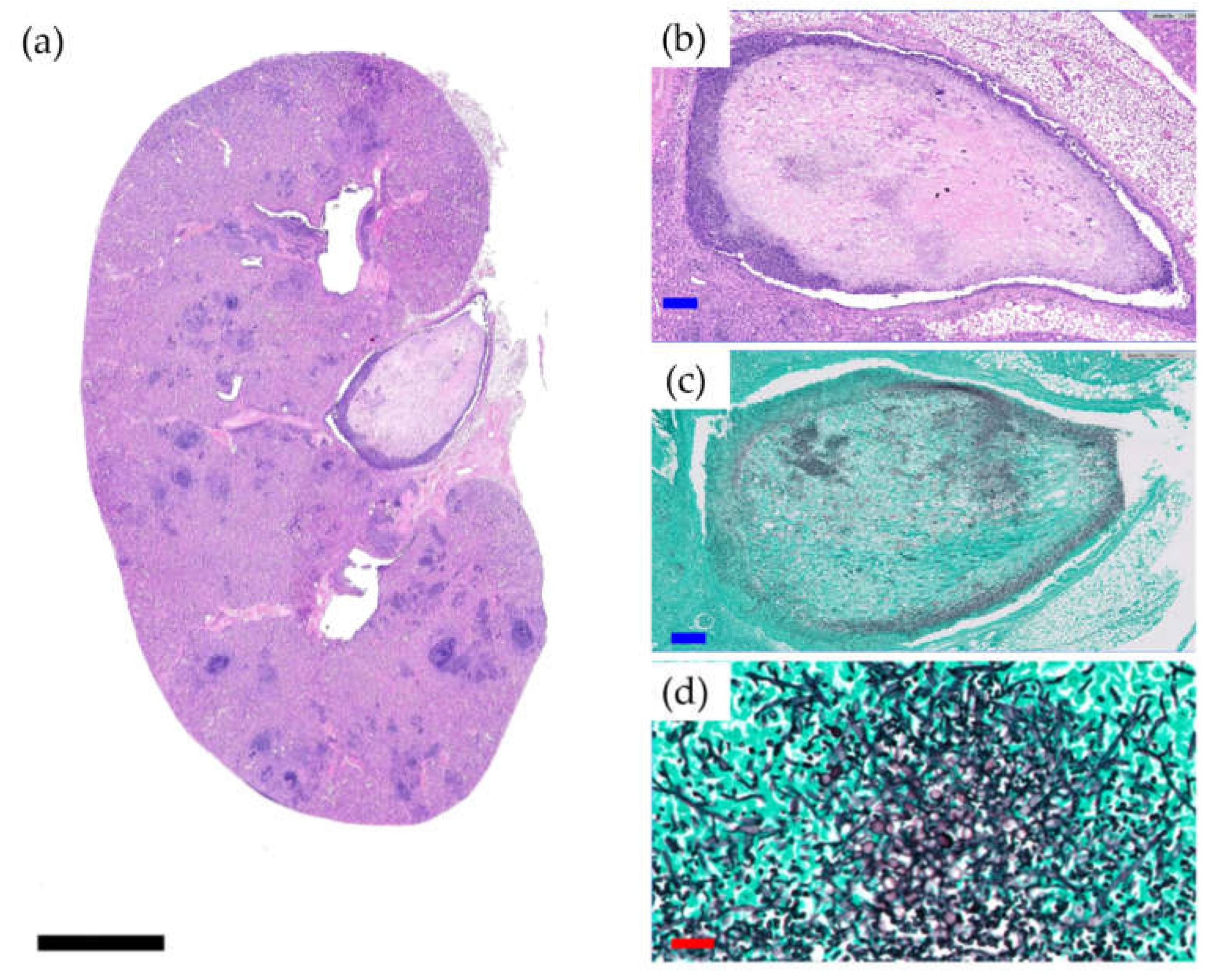 Antibiotics 10 00711 g002 Antibiotics 10 00711 g002