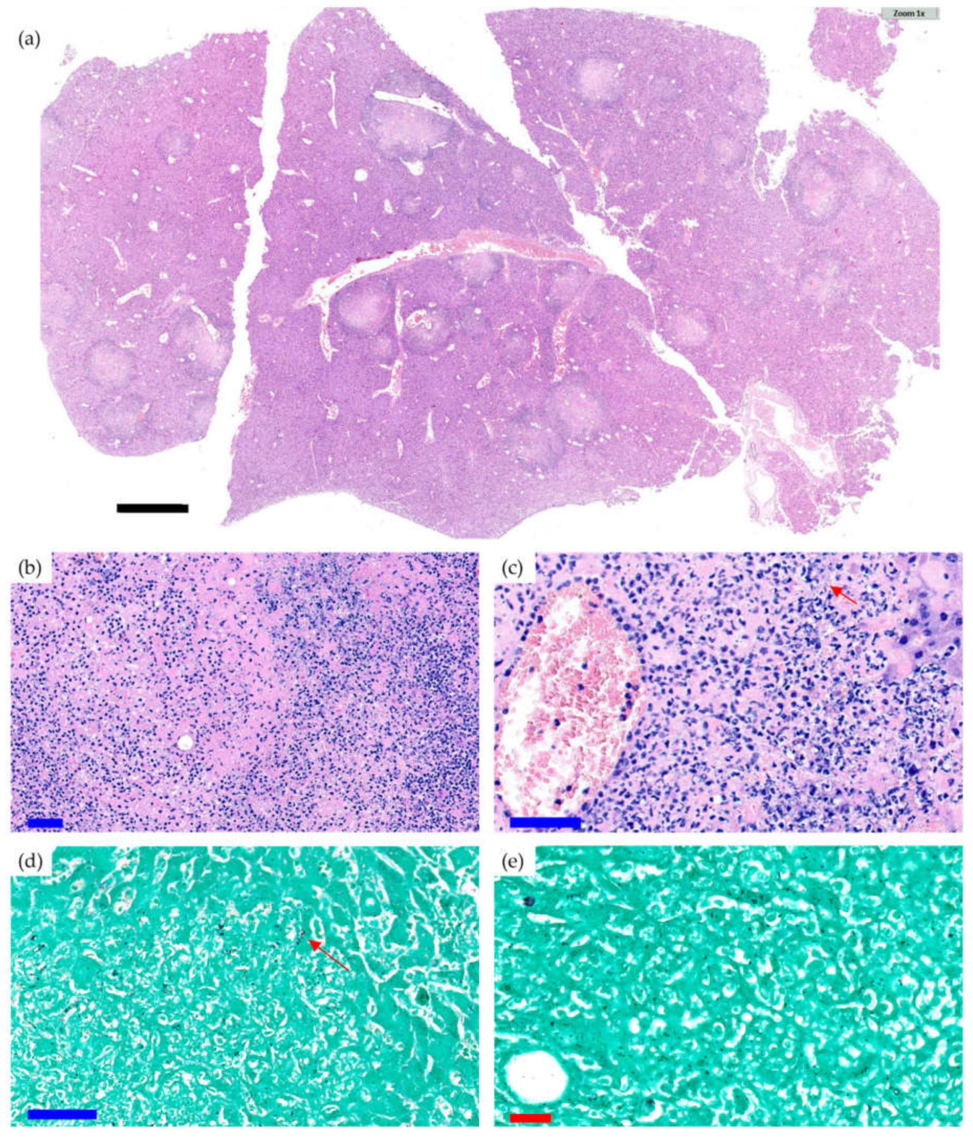 Antibiotics 10 00711 g003 Antibiotics 10 00711 g003