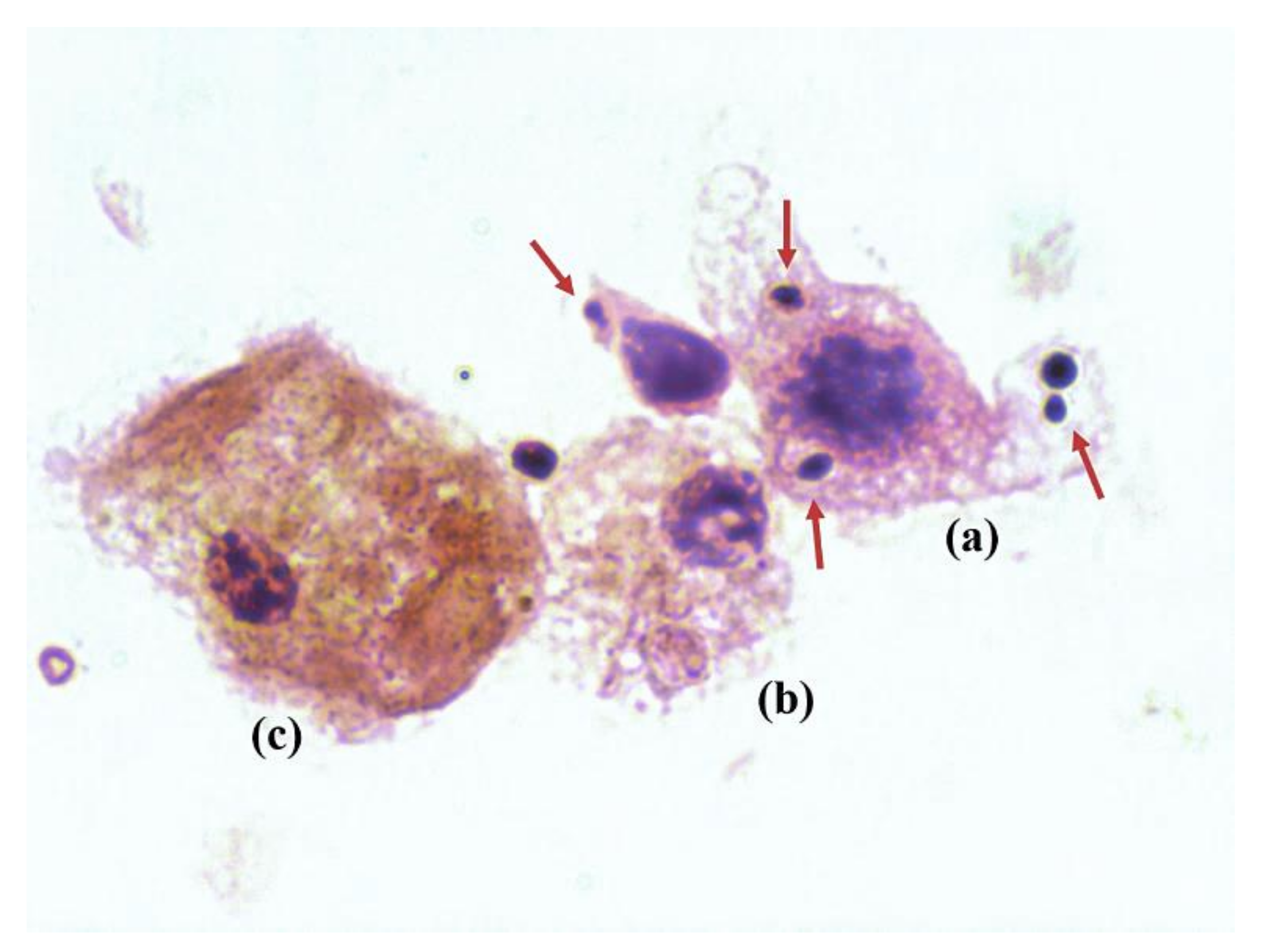 Antibiotics 10 00711 g004 Antibiotics 10 00711 g004