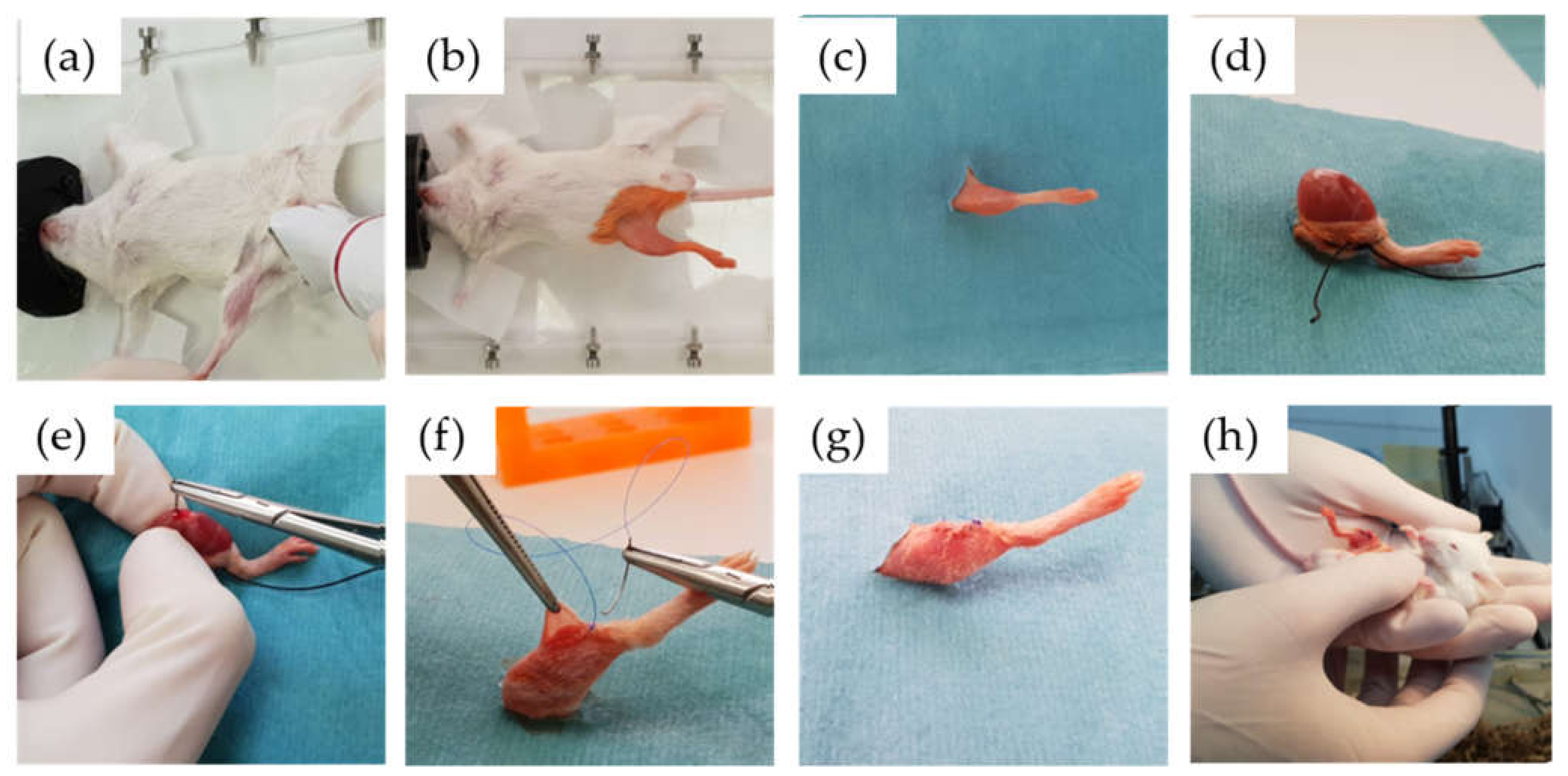 Antibiotics 10 00711 g009 Antibiotics 10 00711 g009
