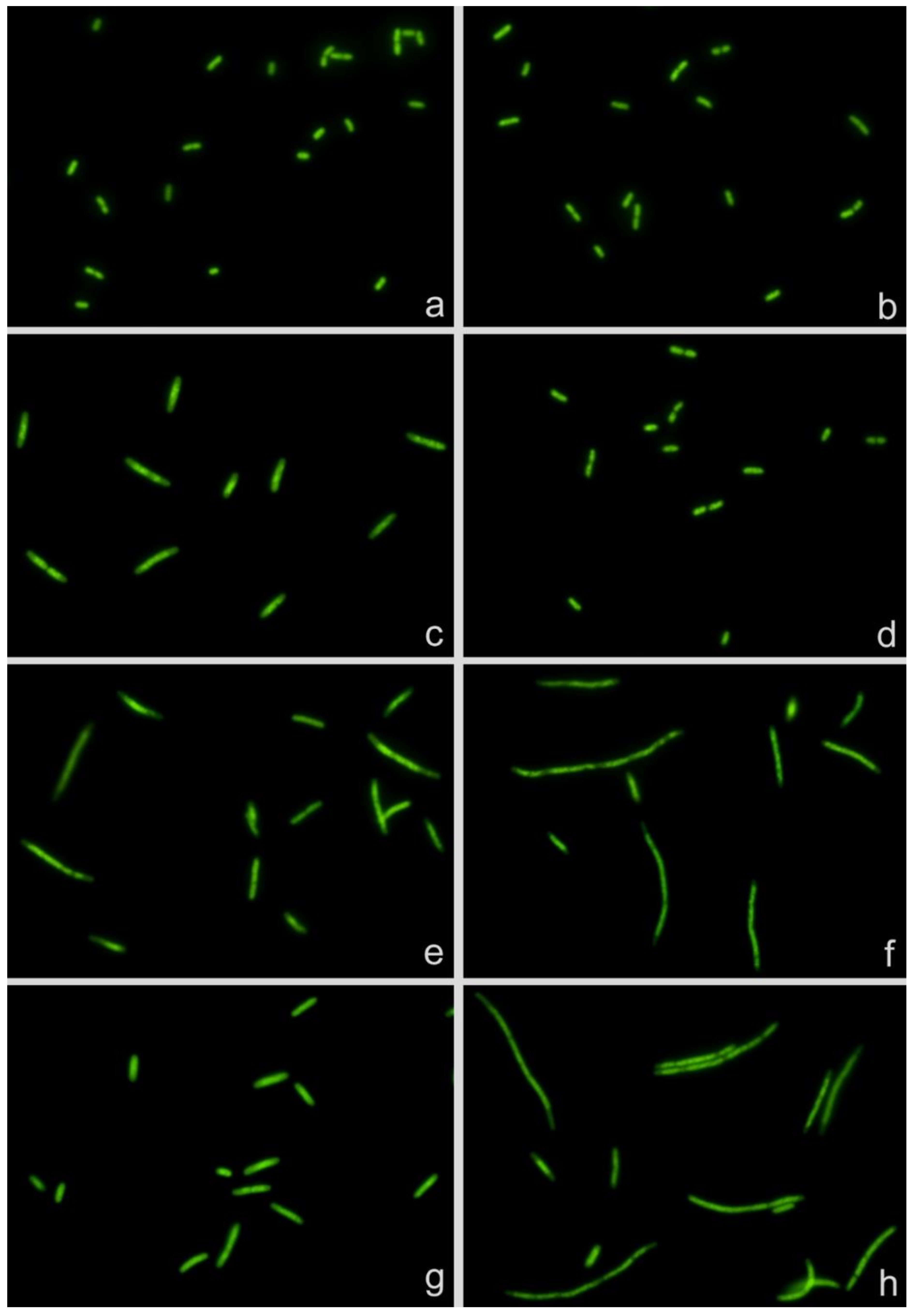 Antibiotics 10 00720 g001